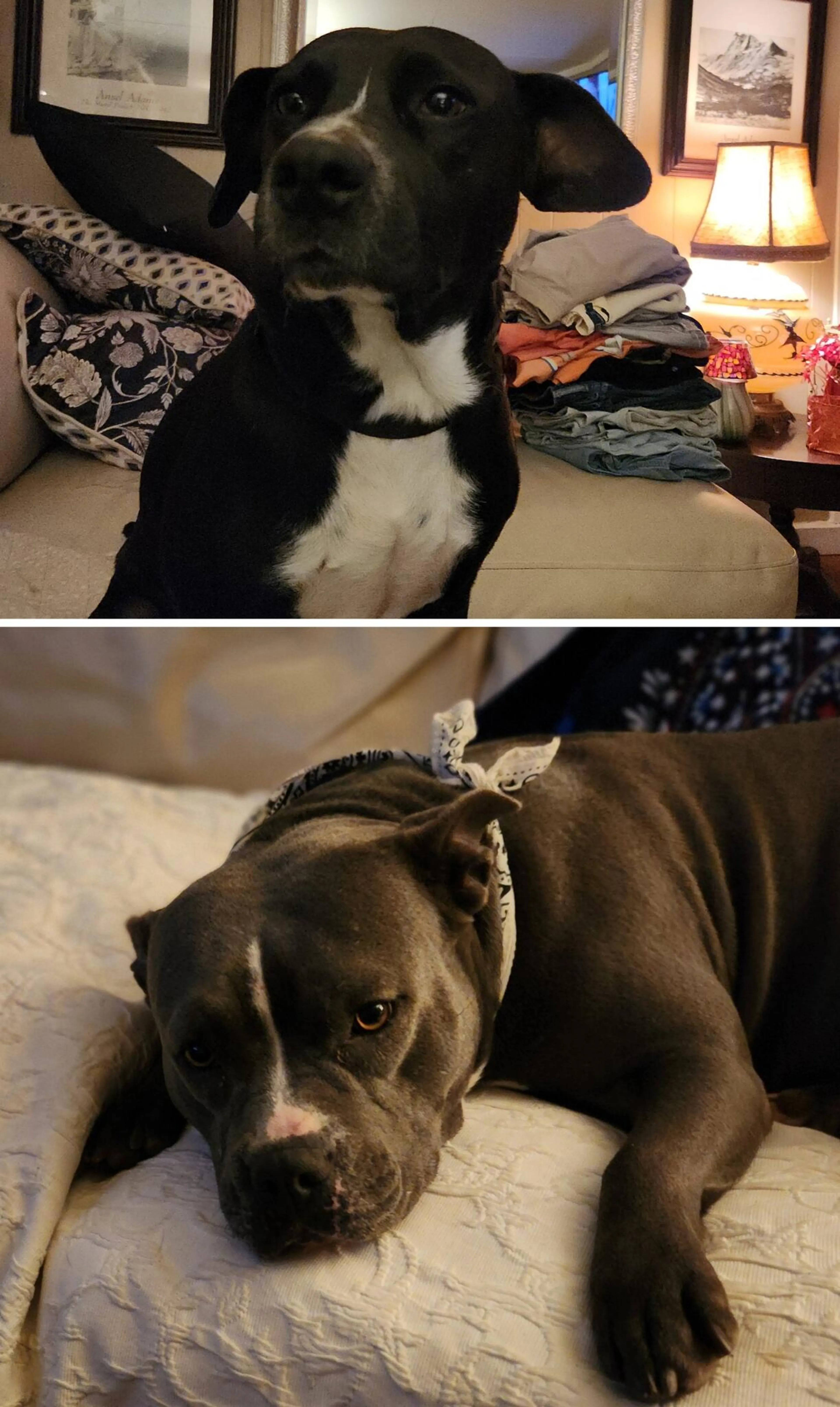 Lost pet