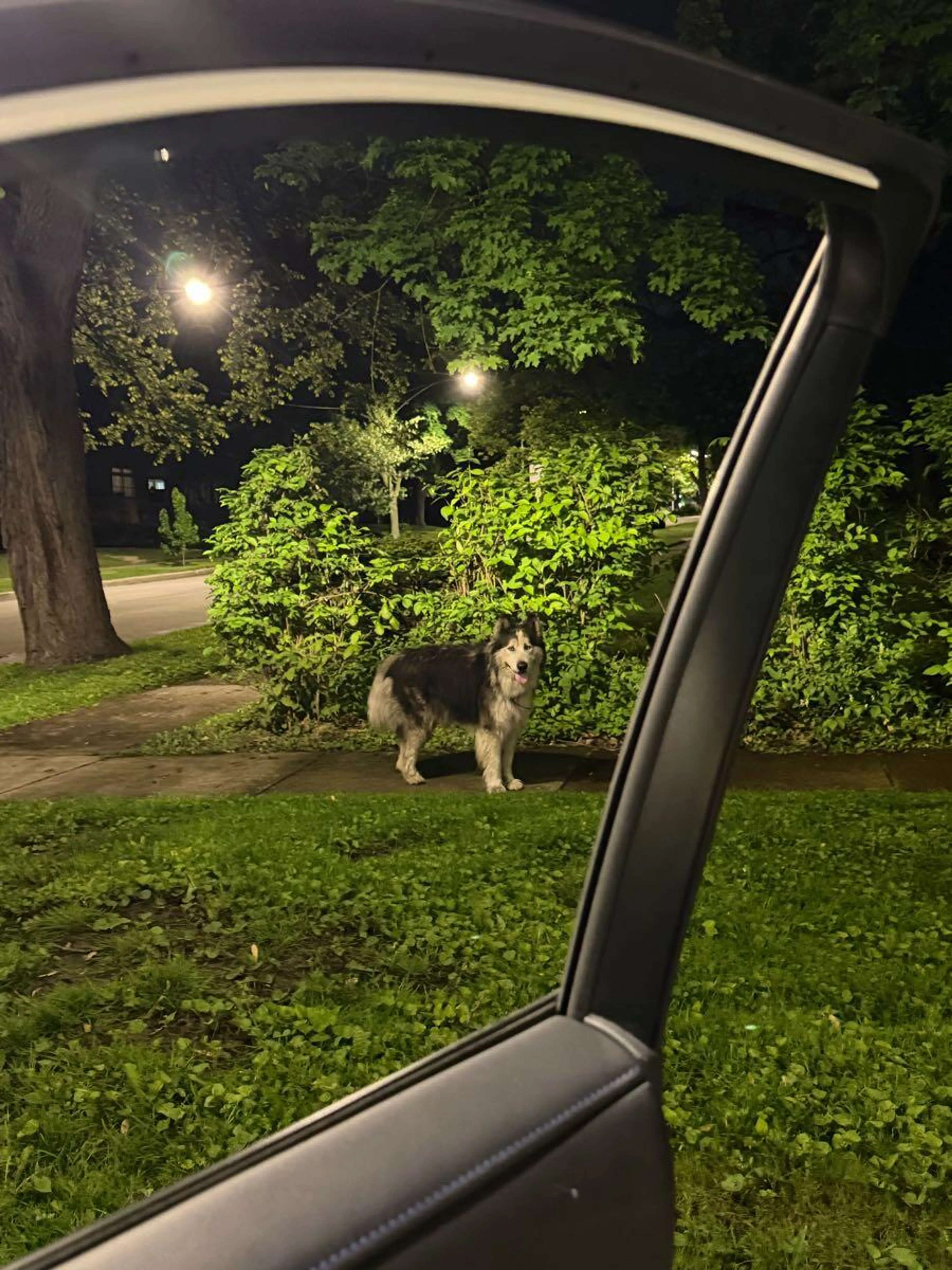 Found pet