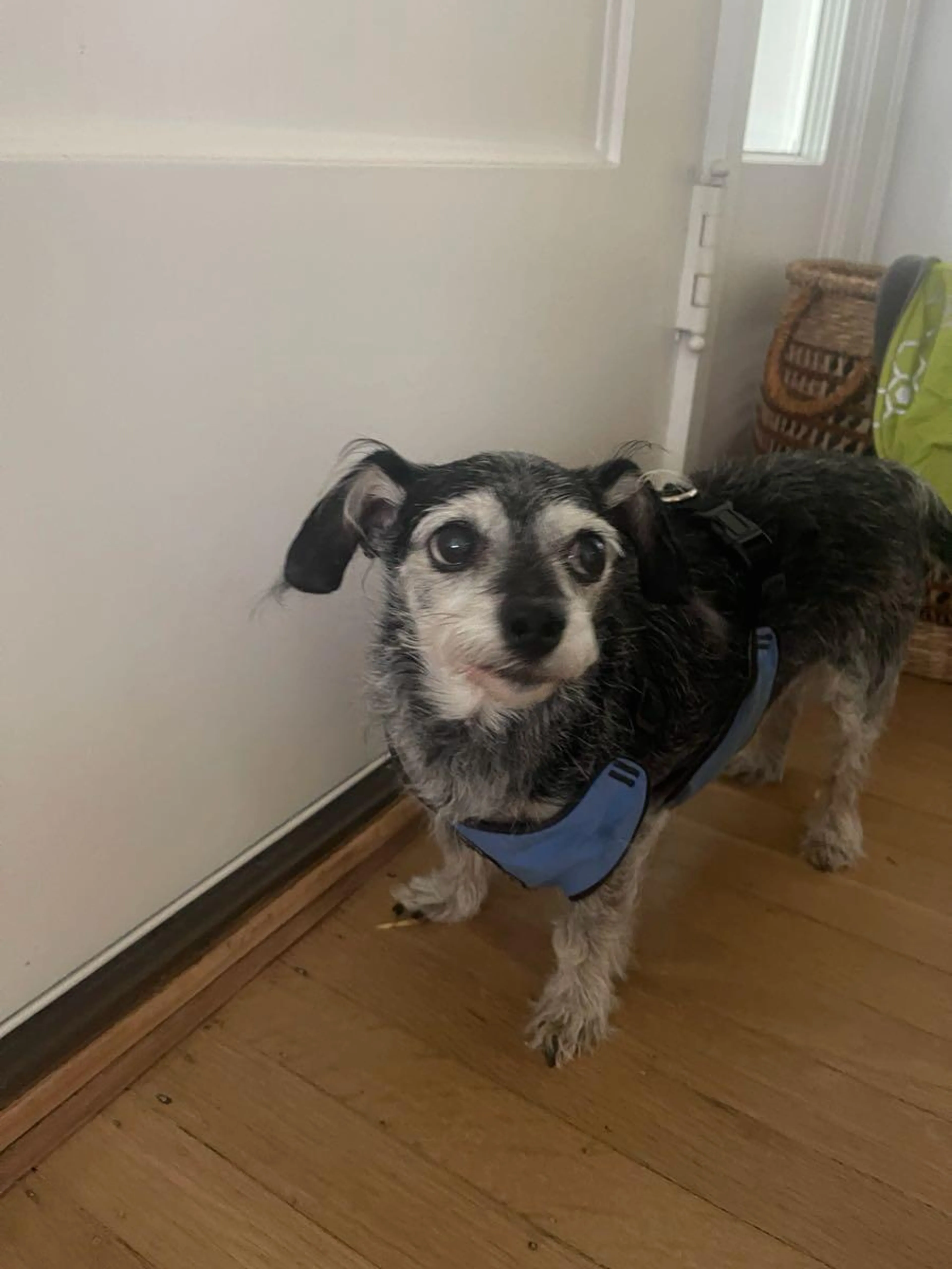 Found pet