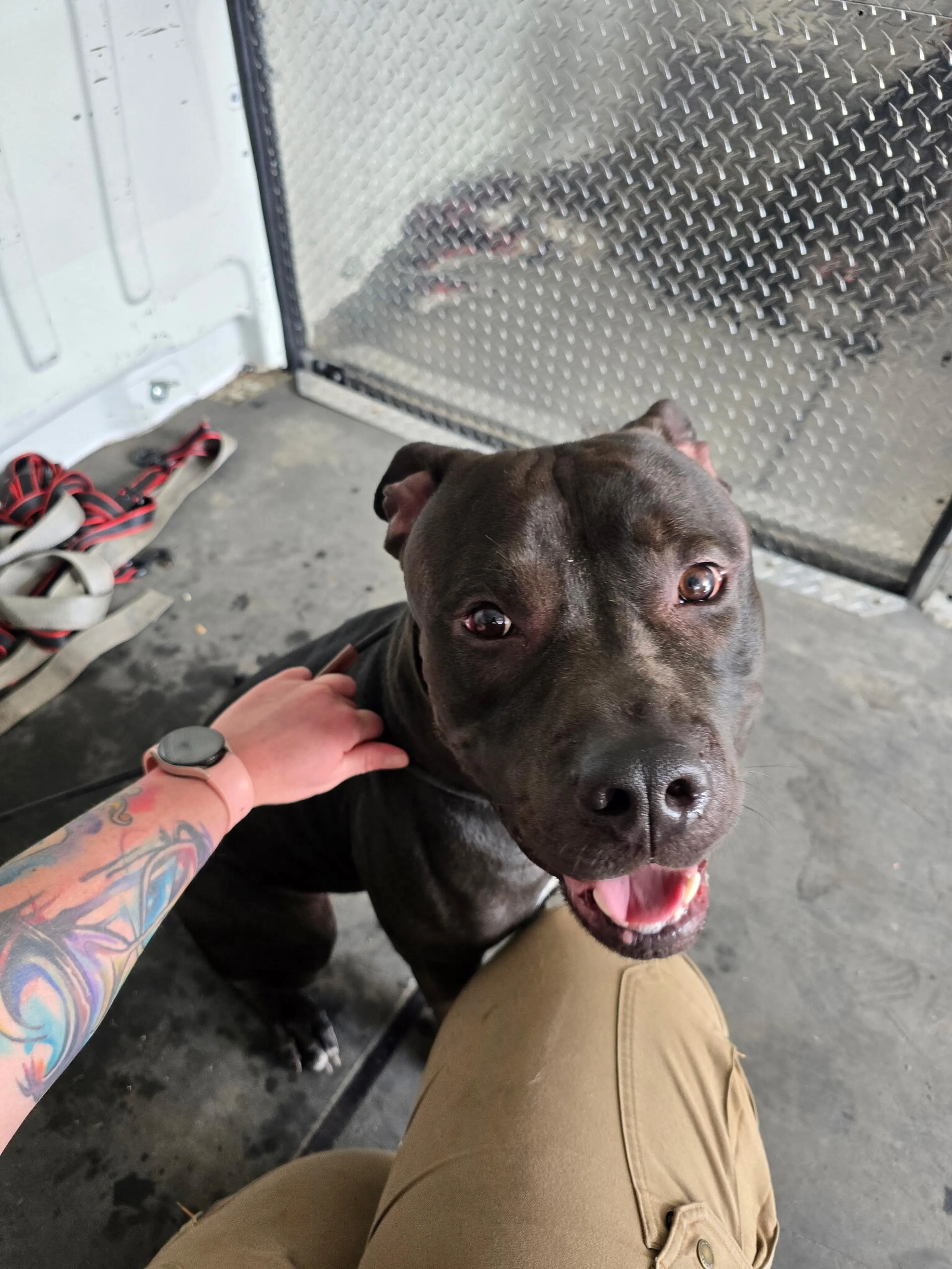 Found pet