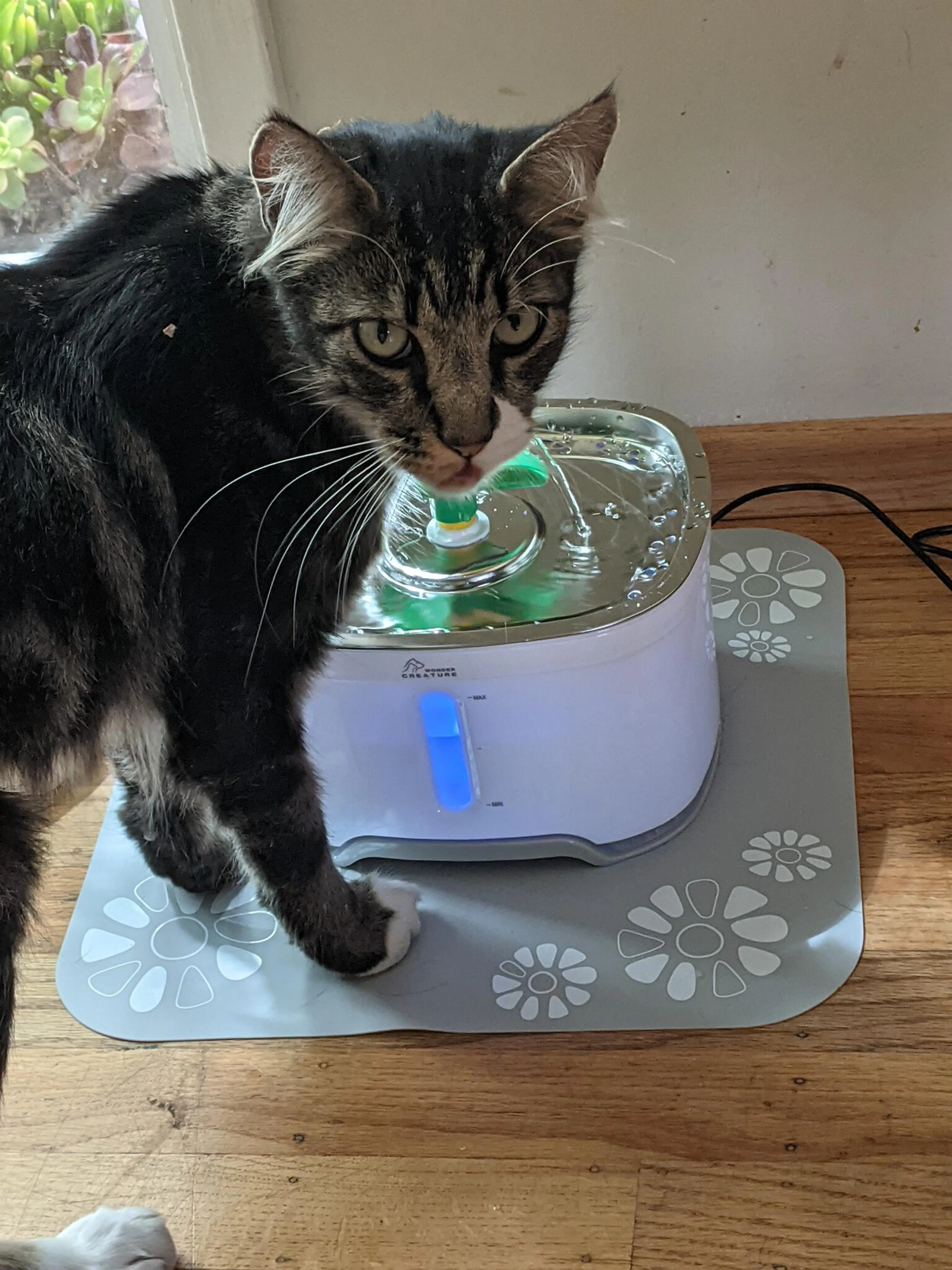 Found pet