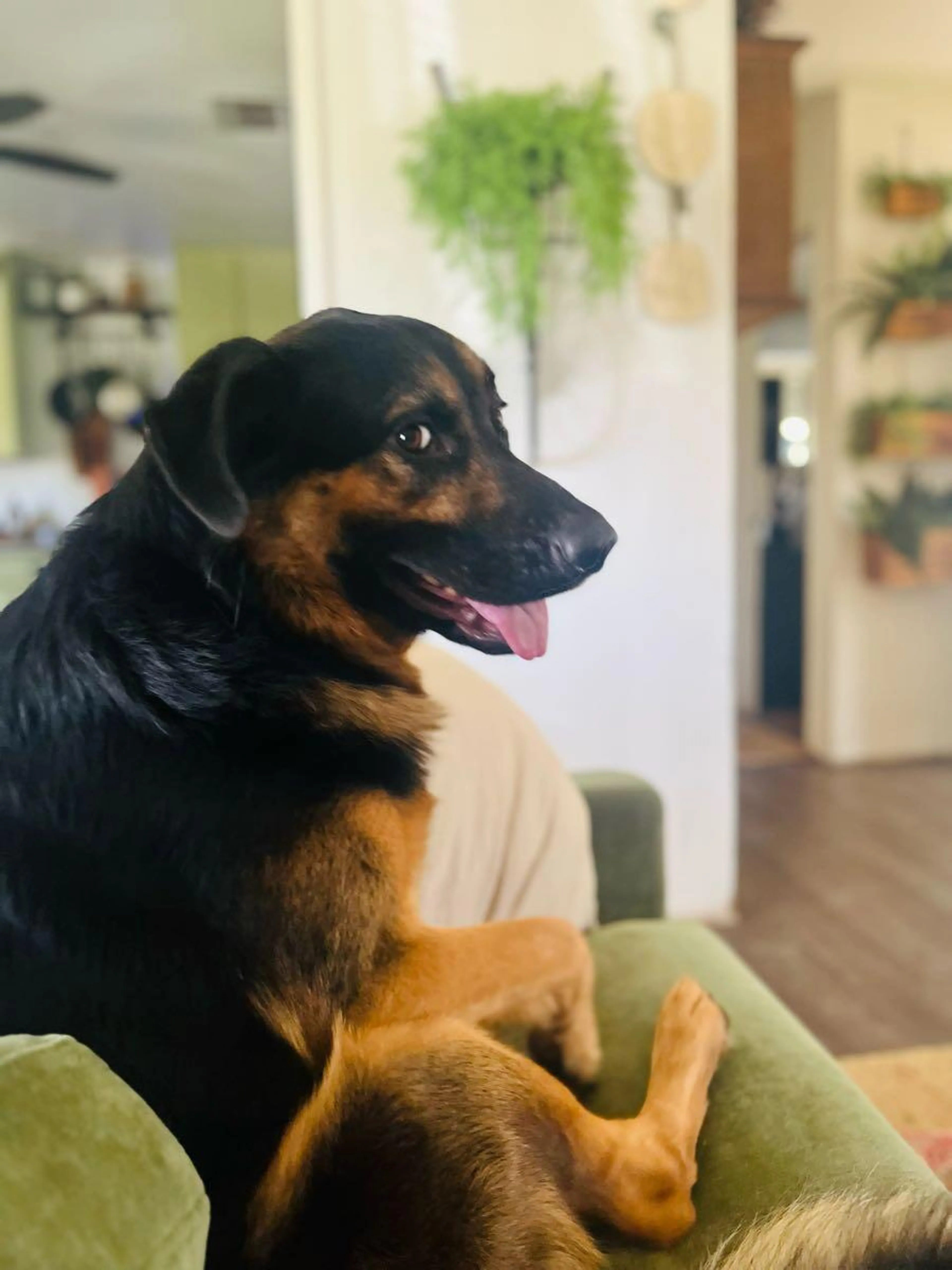 Lost pet