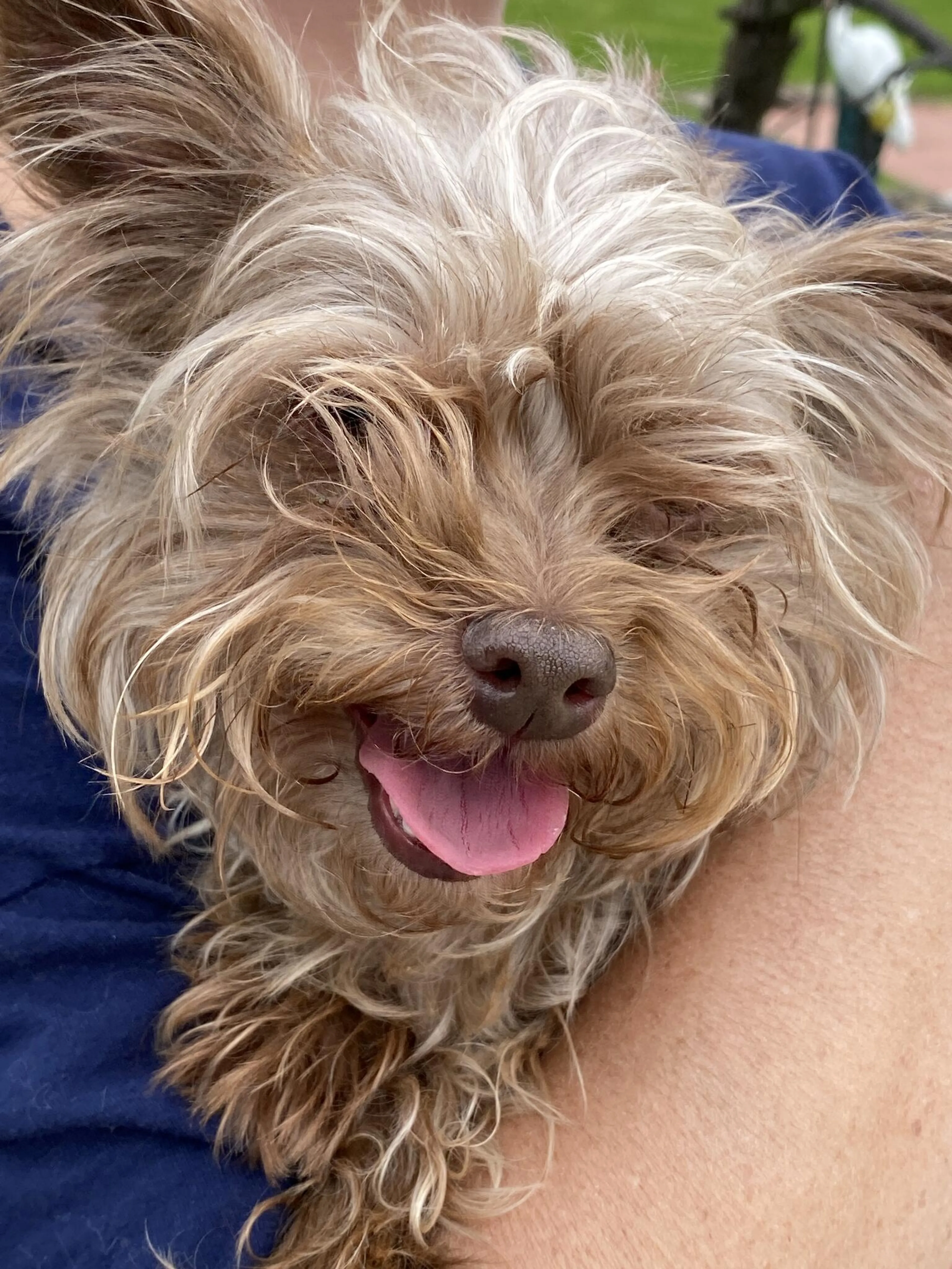 Found pet