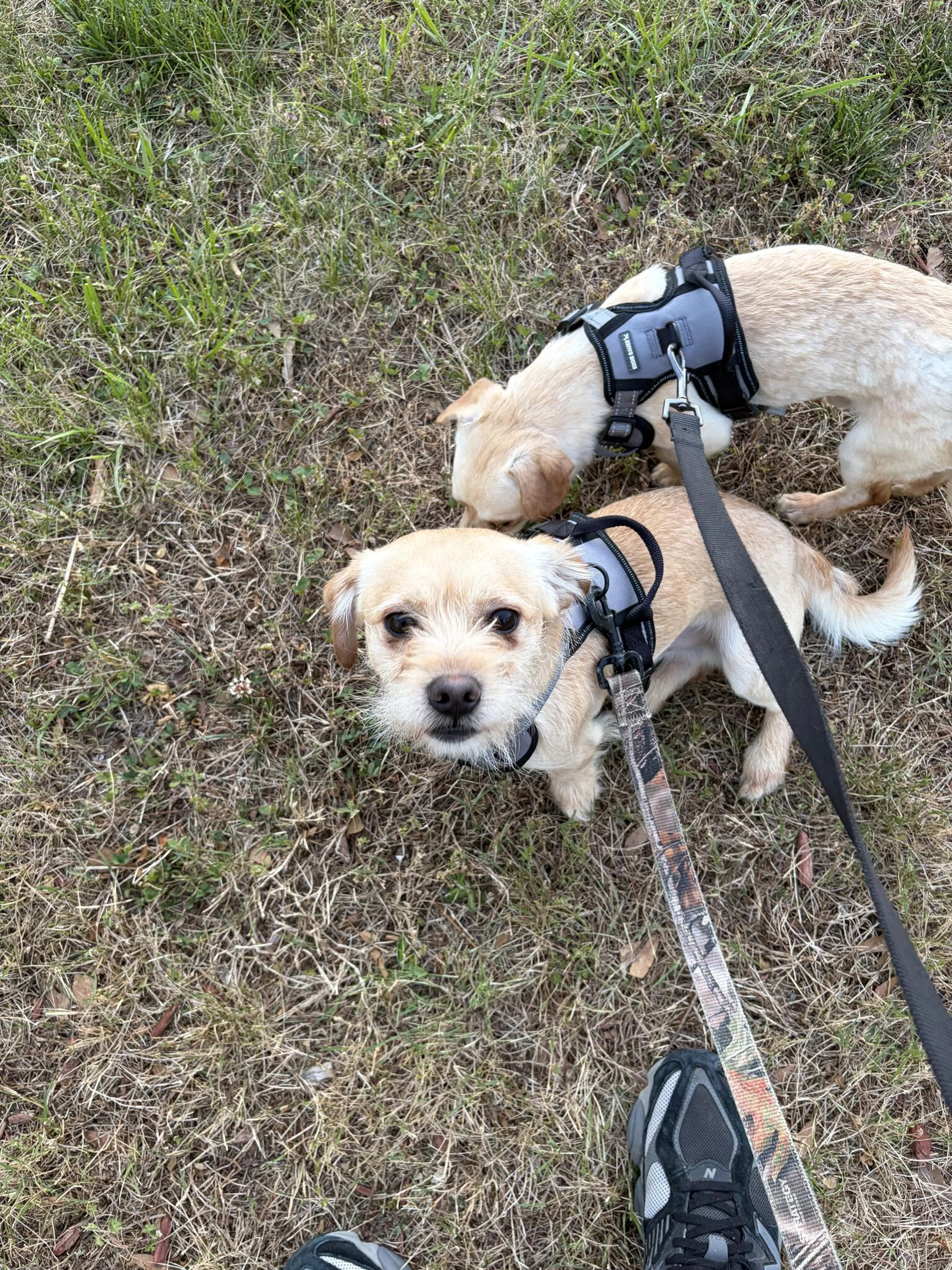 Lost pet