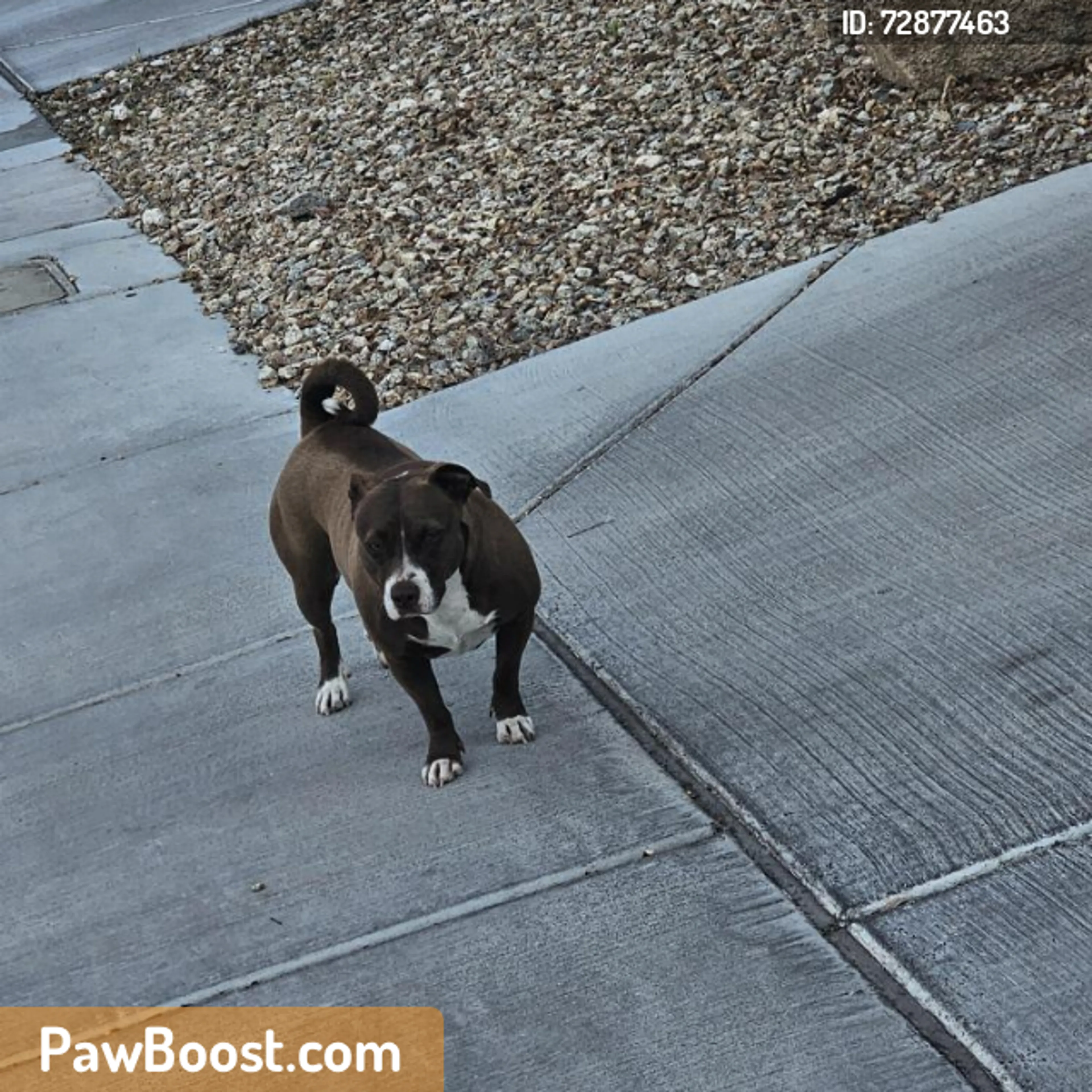 Found pet