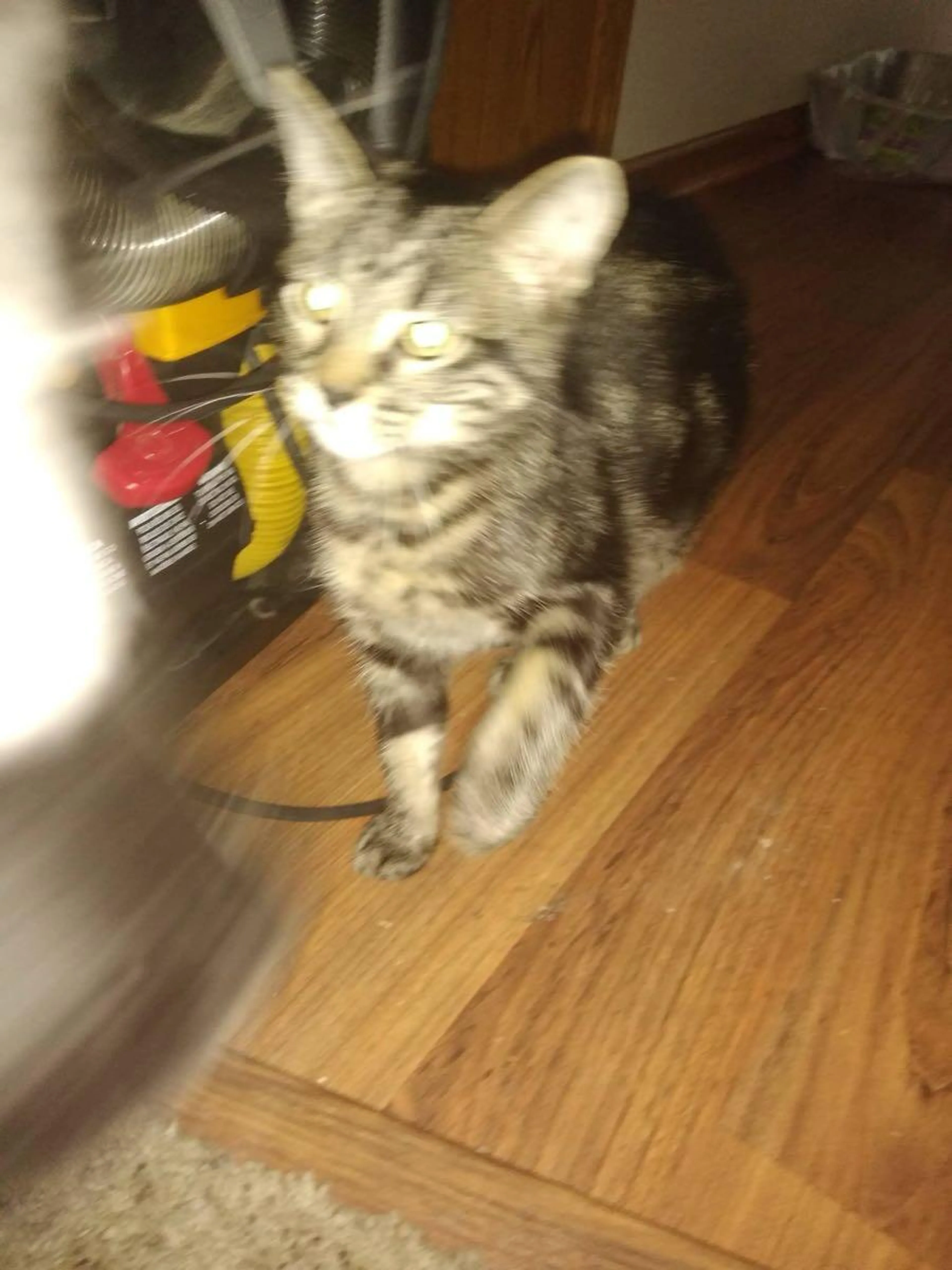 Lost pet