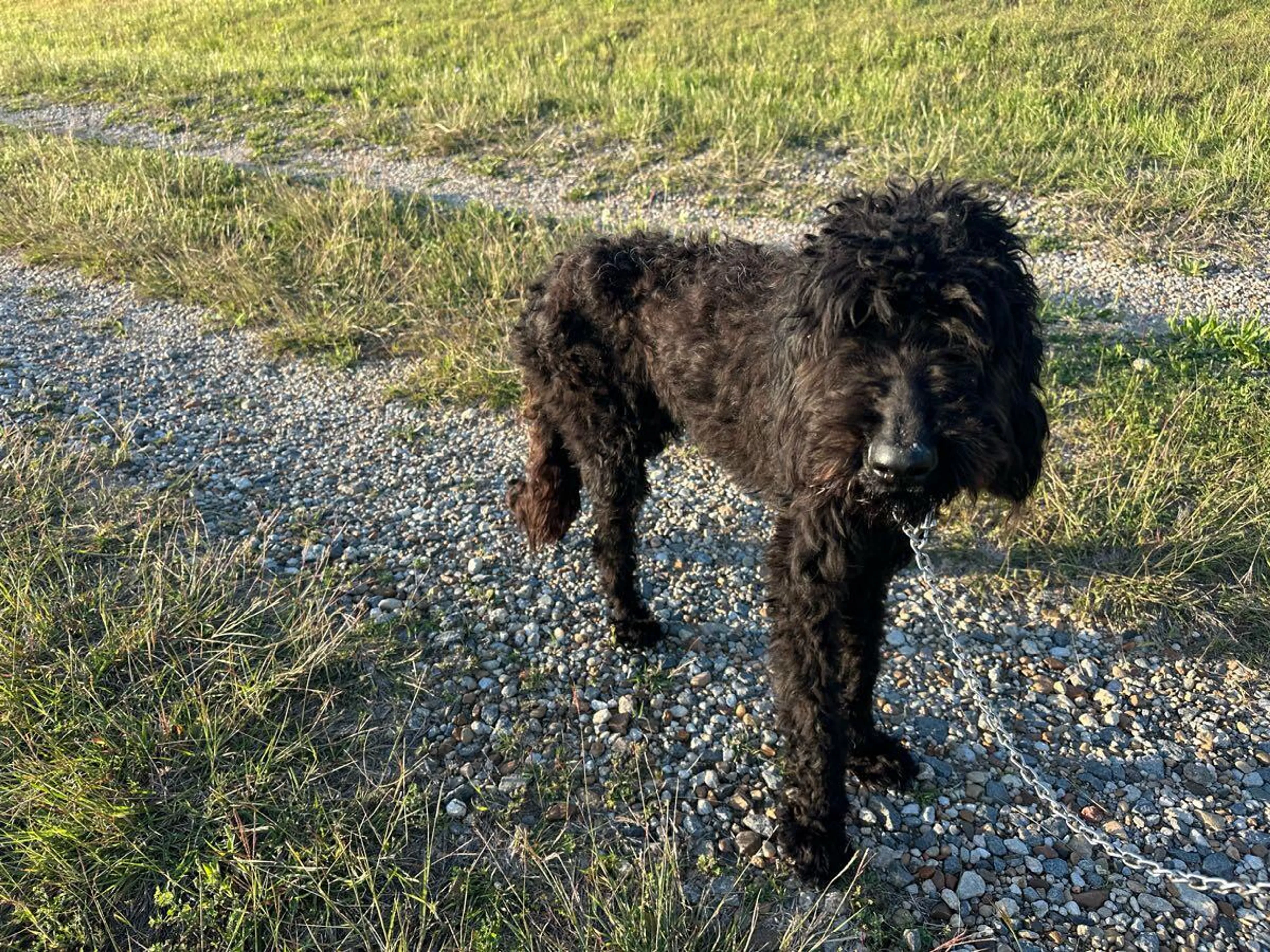 Found pet