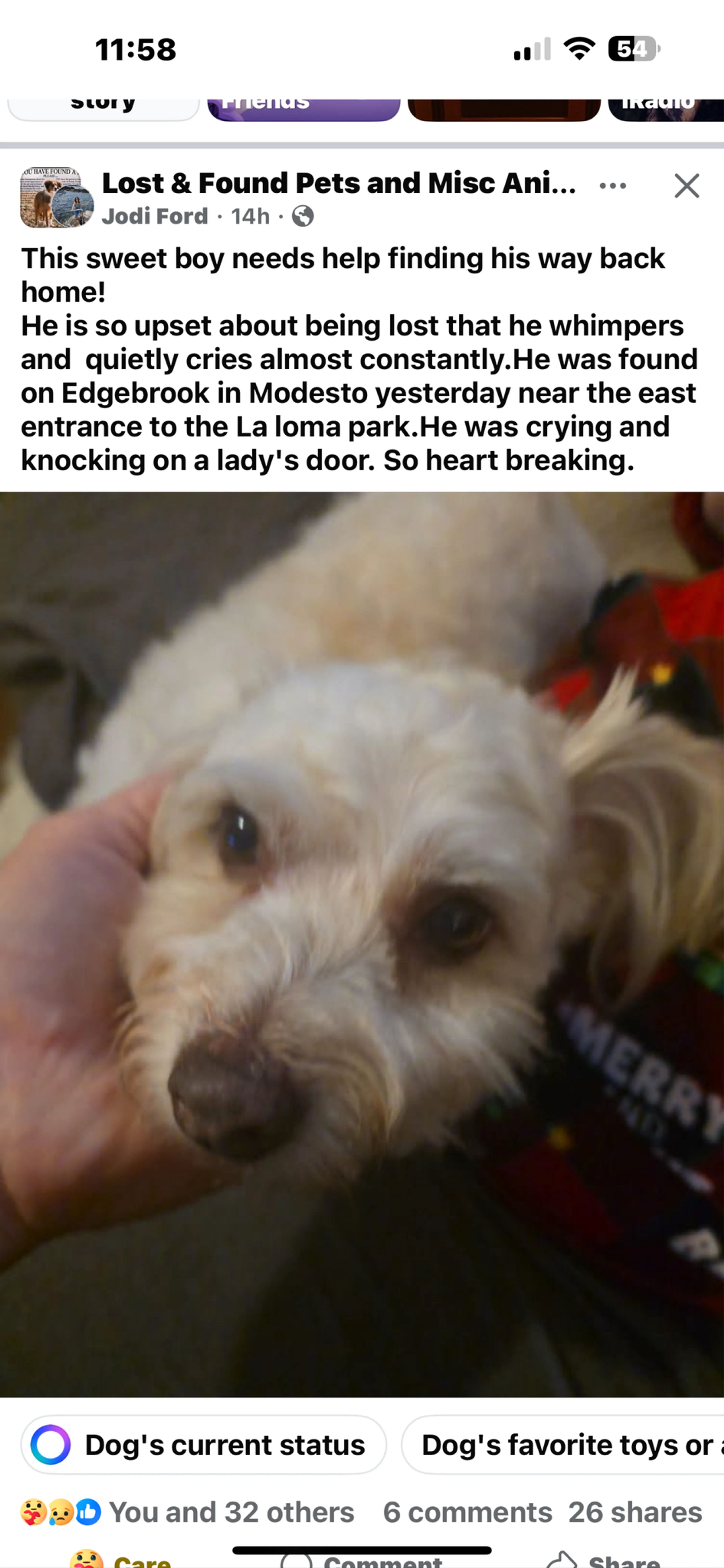 Lost pet