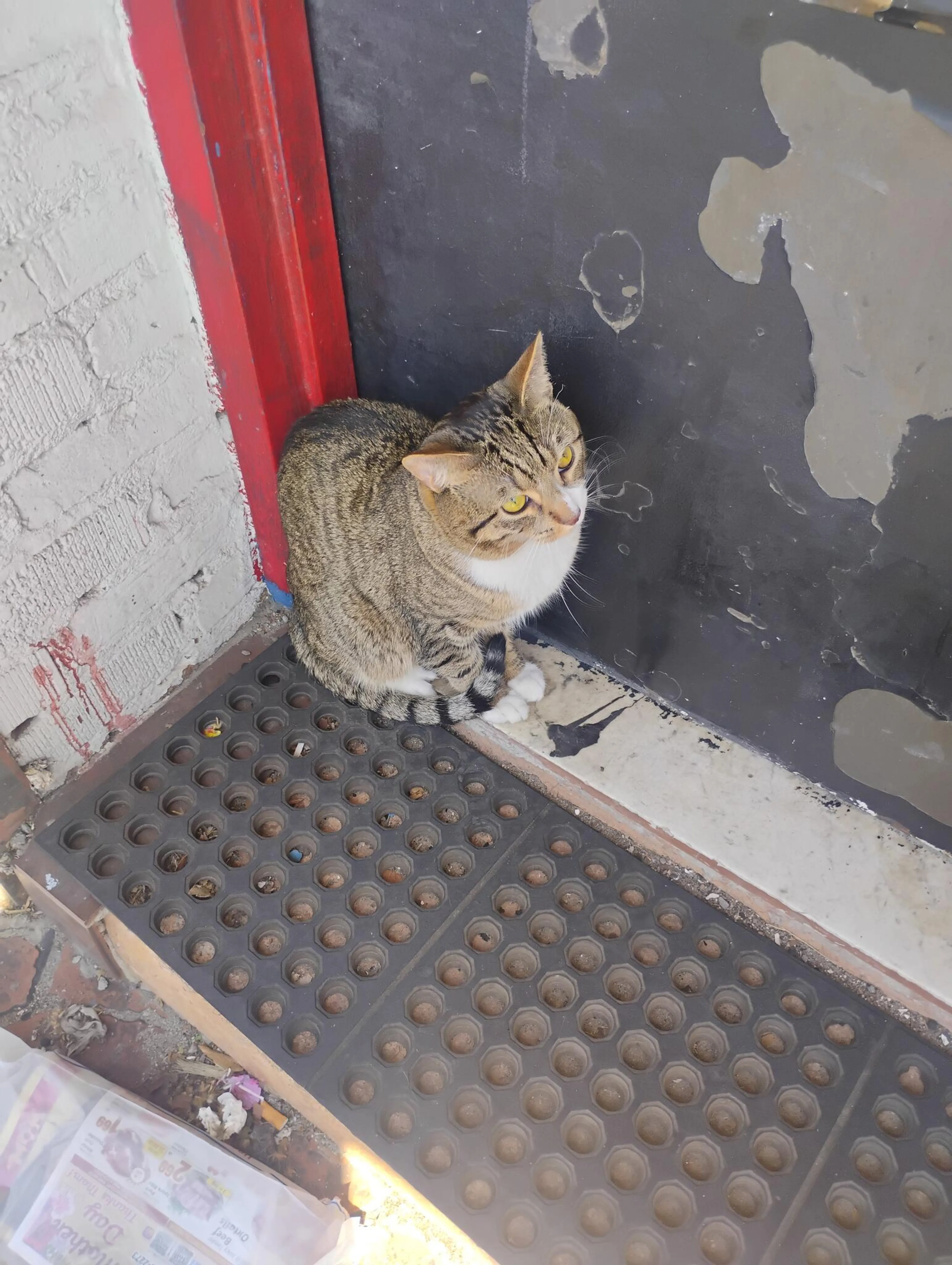 Found pet