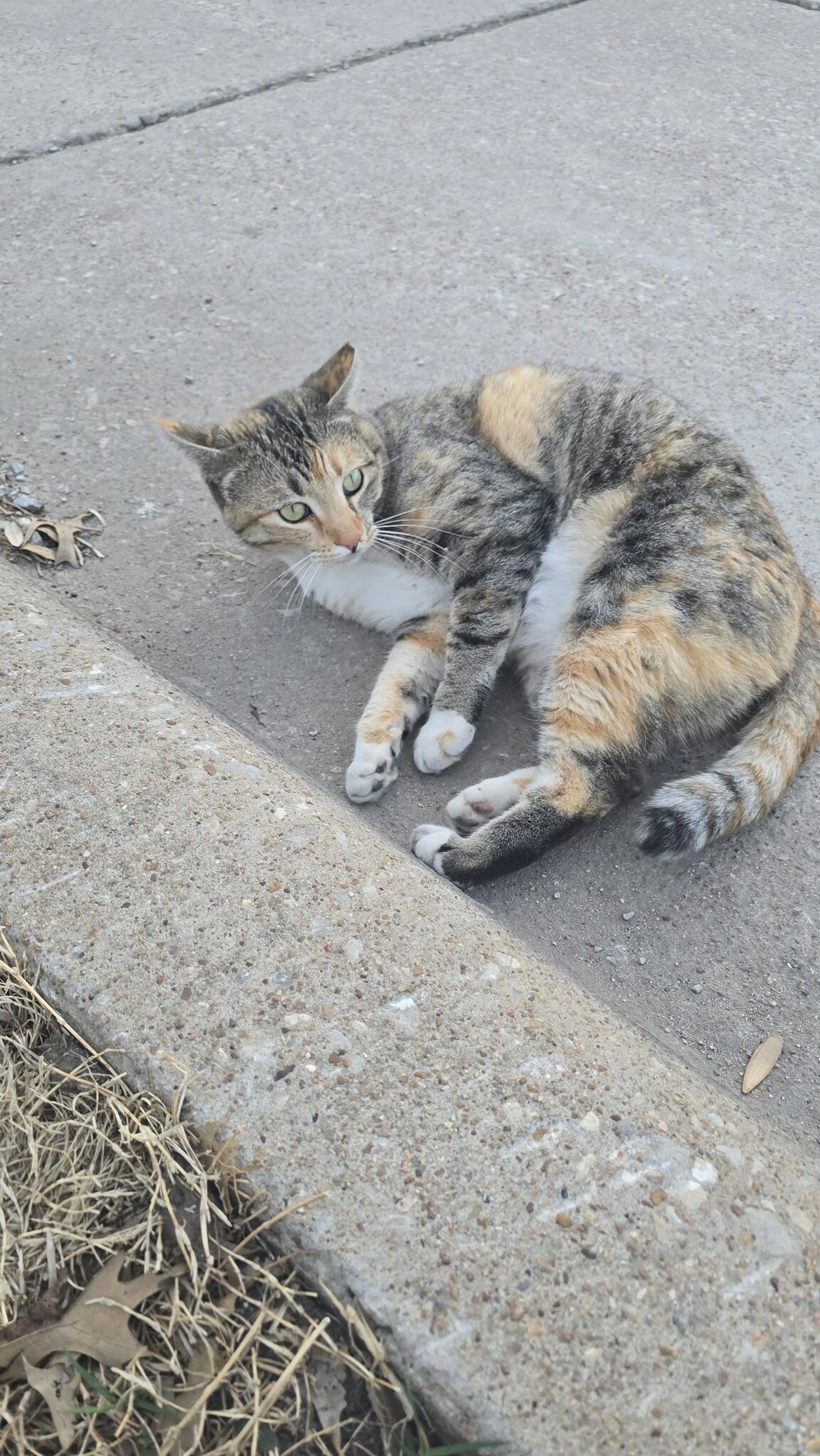 Lost pet