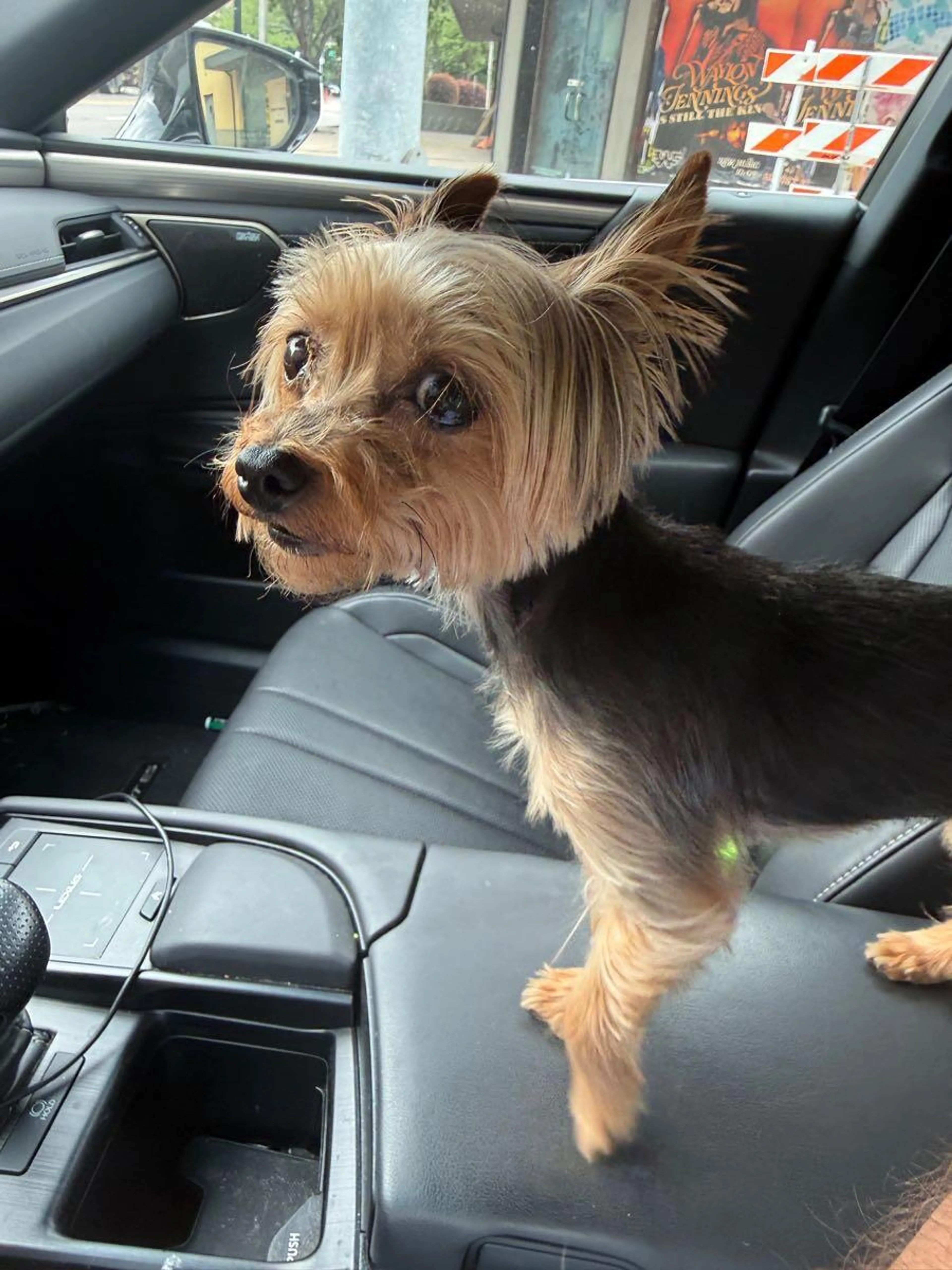 Found pet