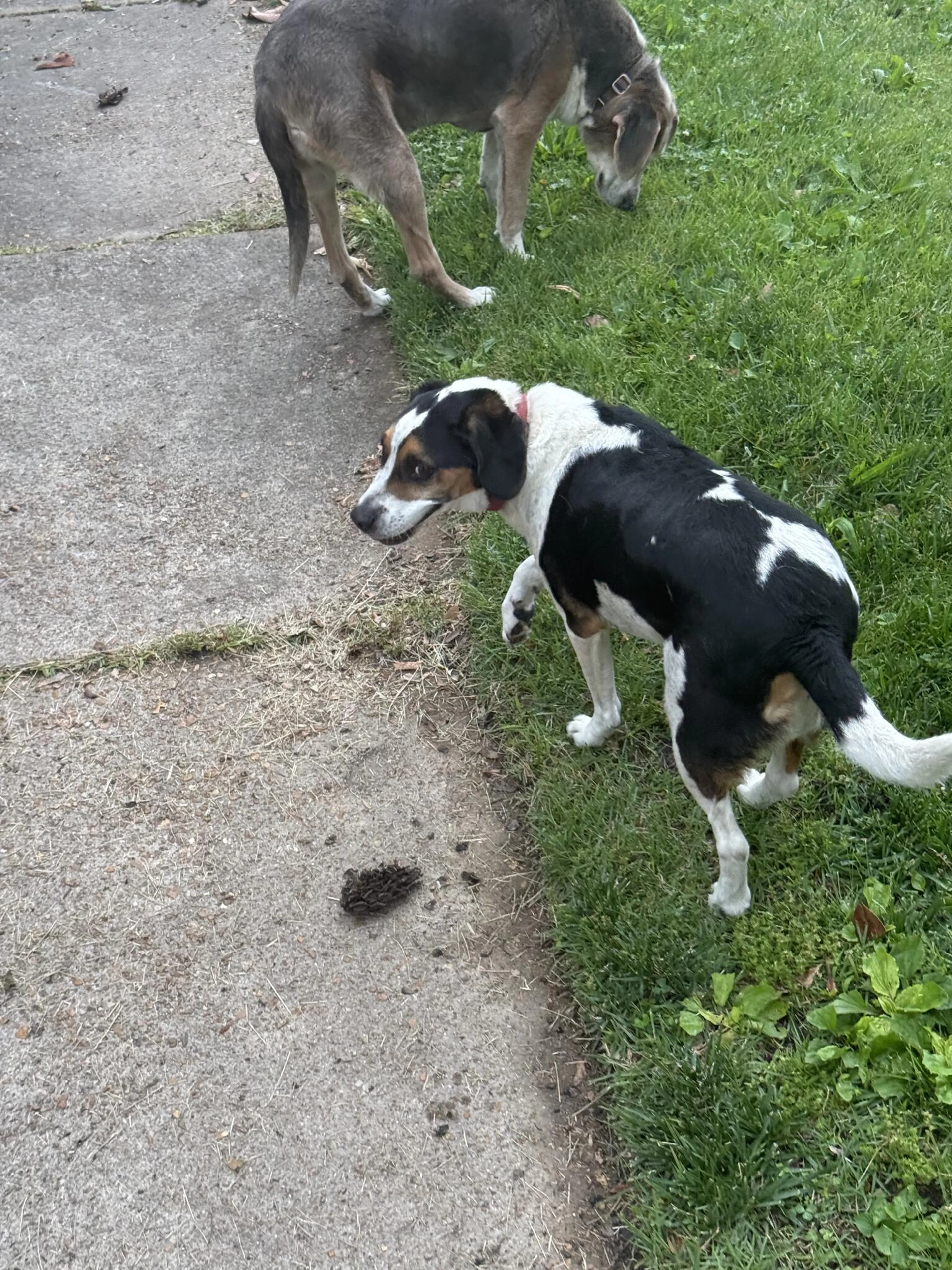 Found pet