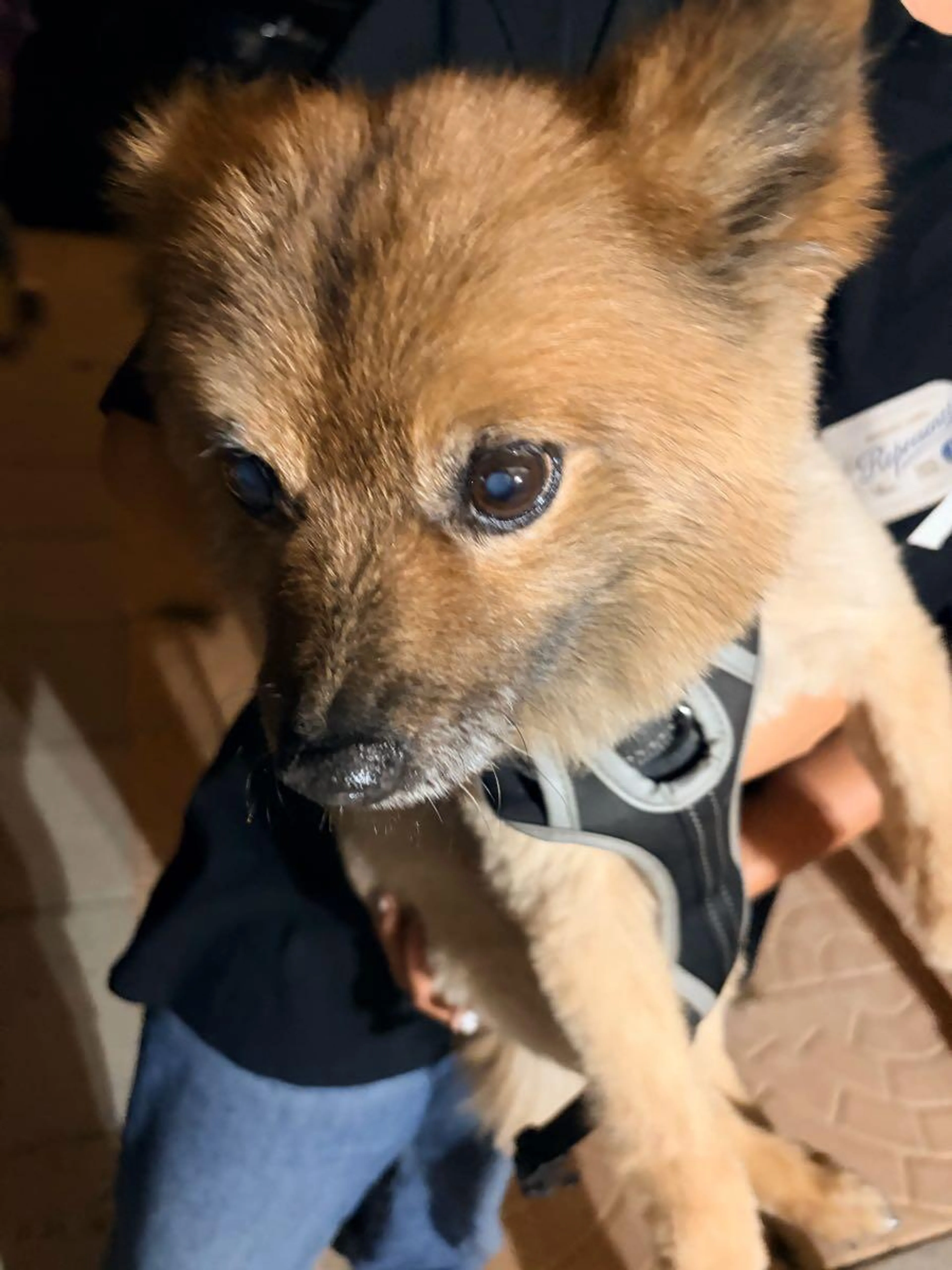 Found pet