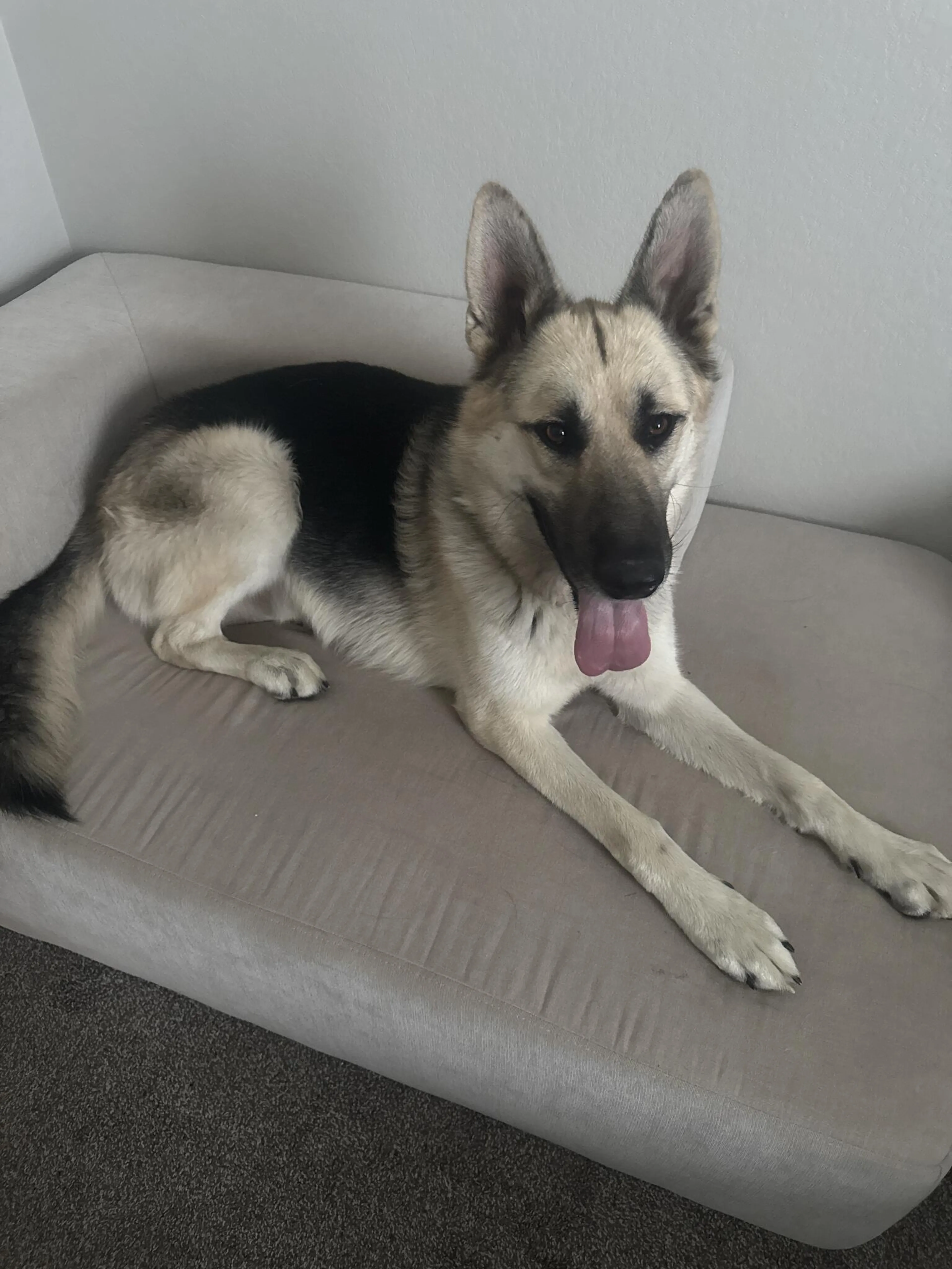 Found pet