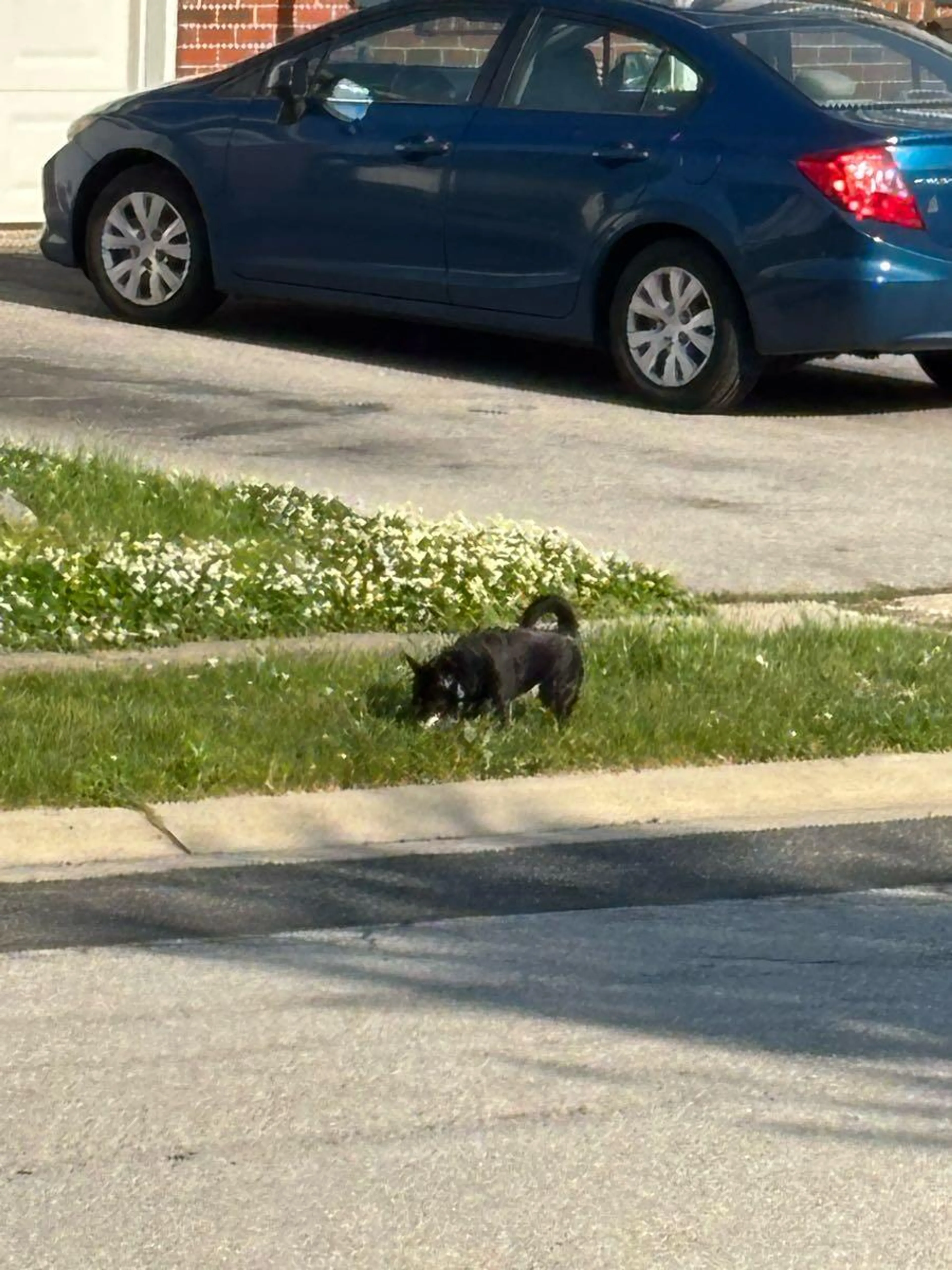Found pet