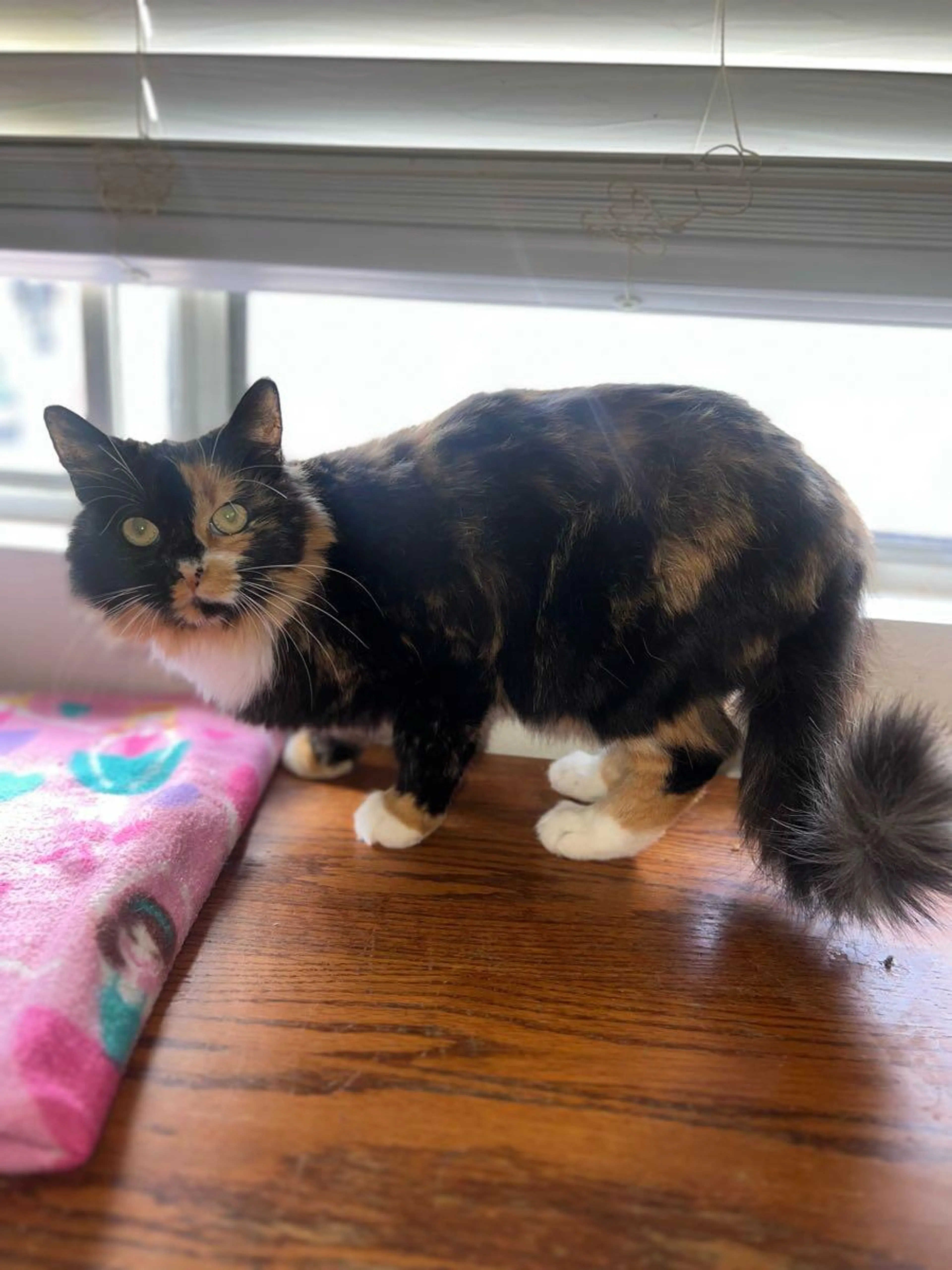 Lost pet