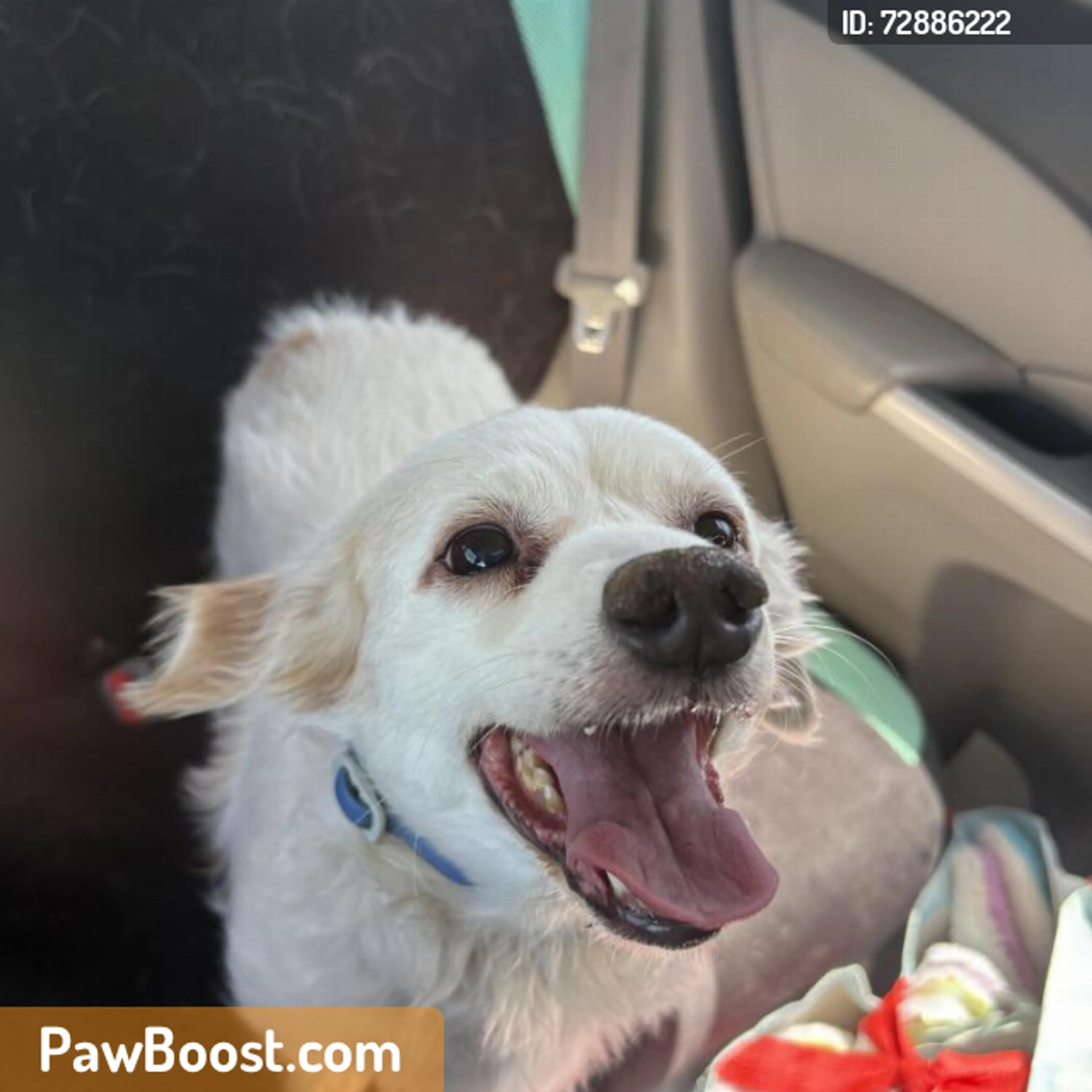 Found pet