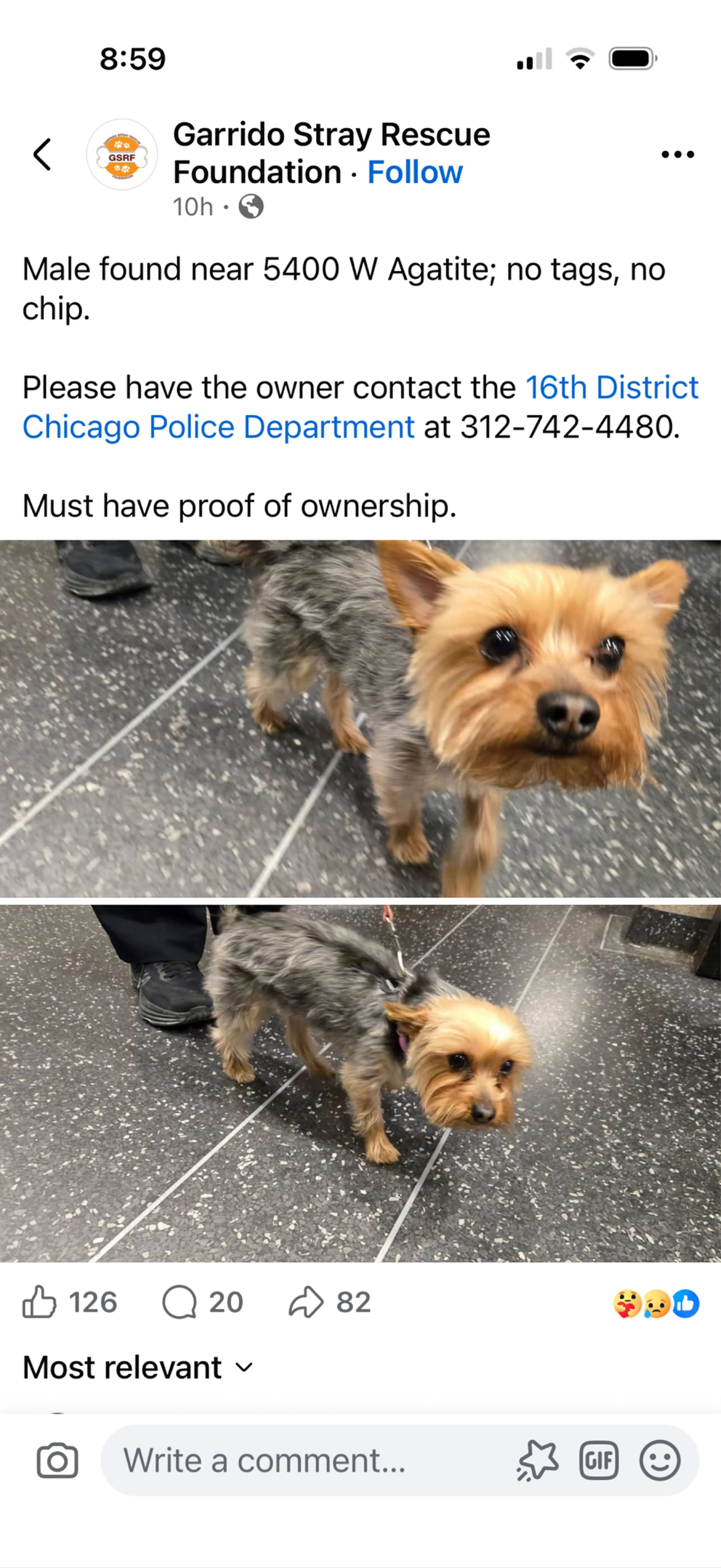 Found pet