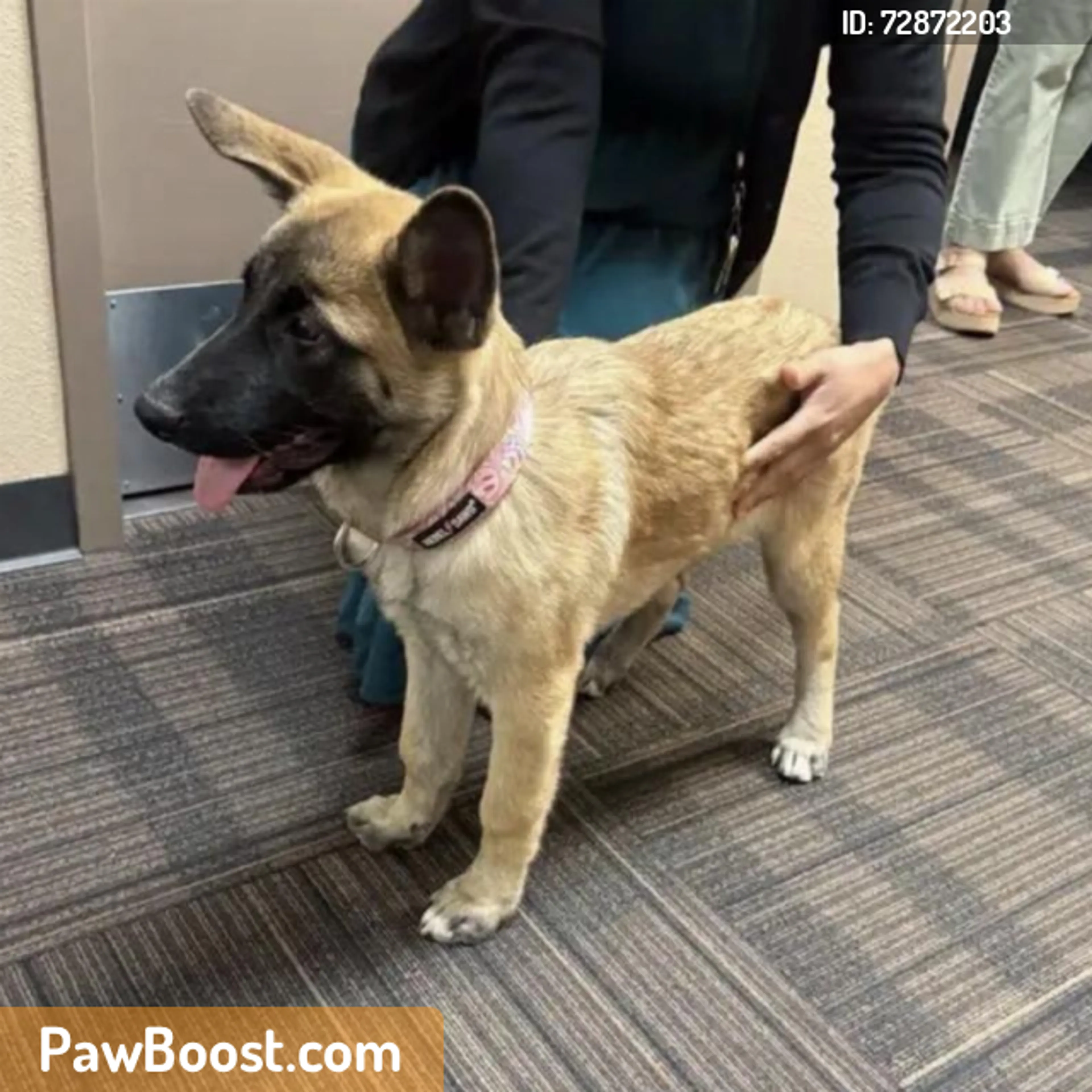Found pet
