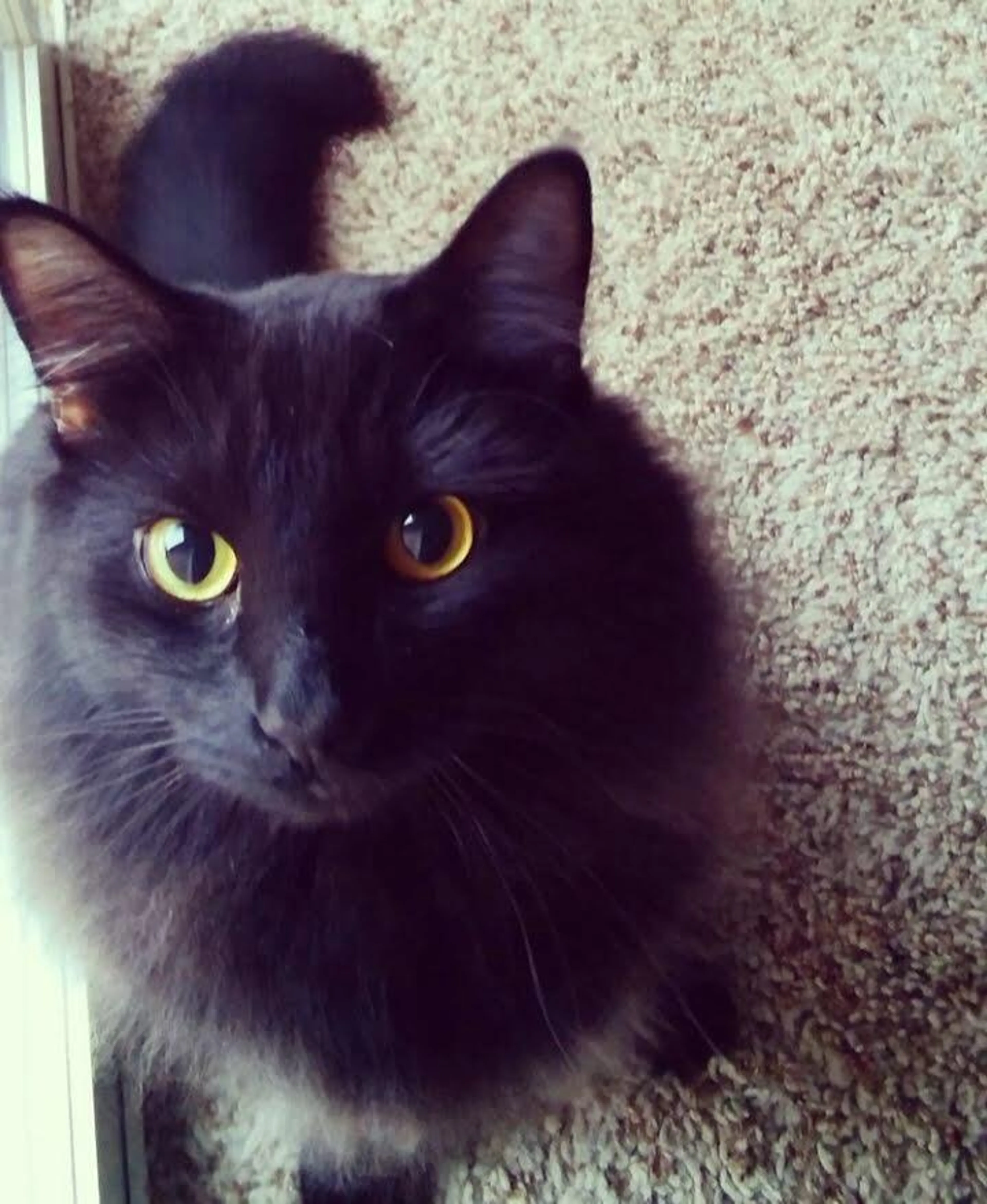 Lost pet