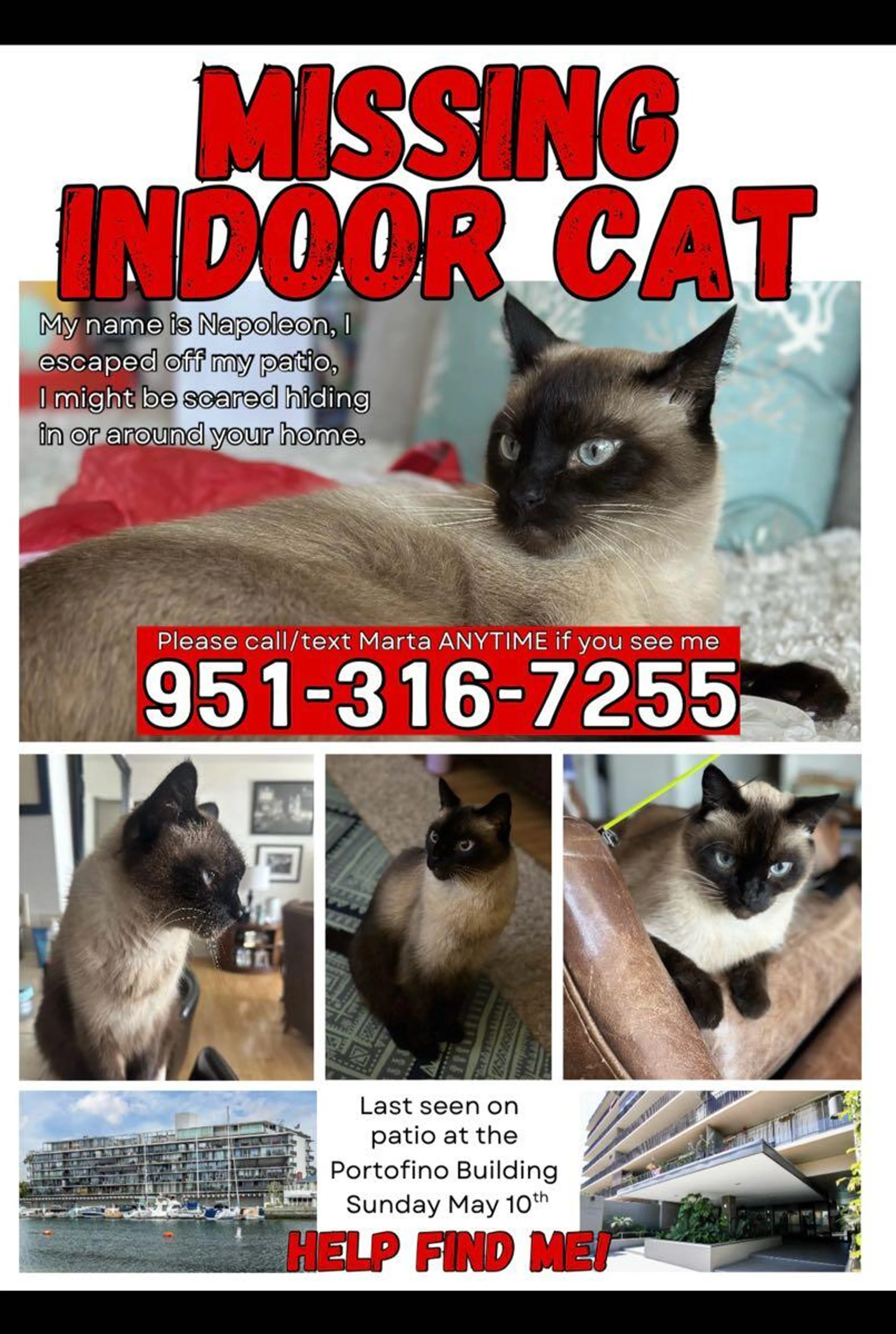 Lost pet