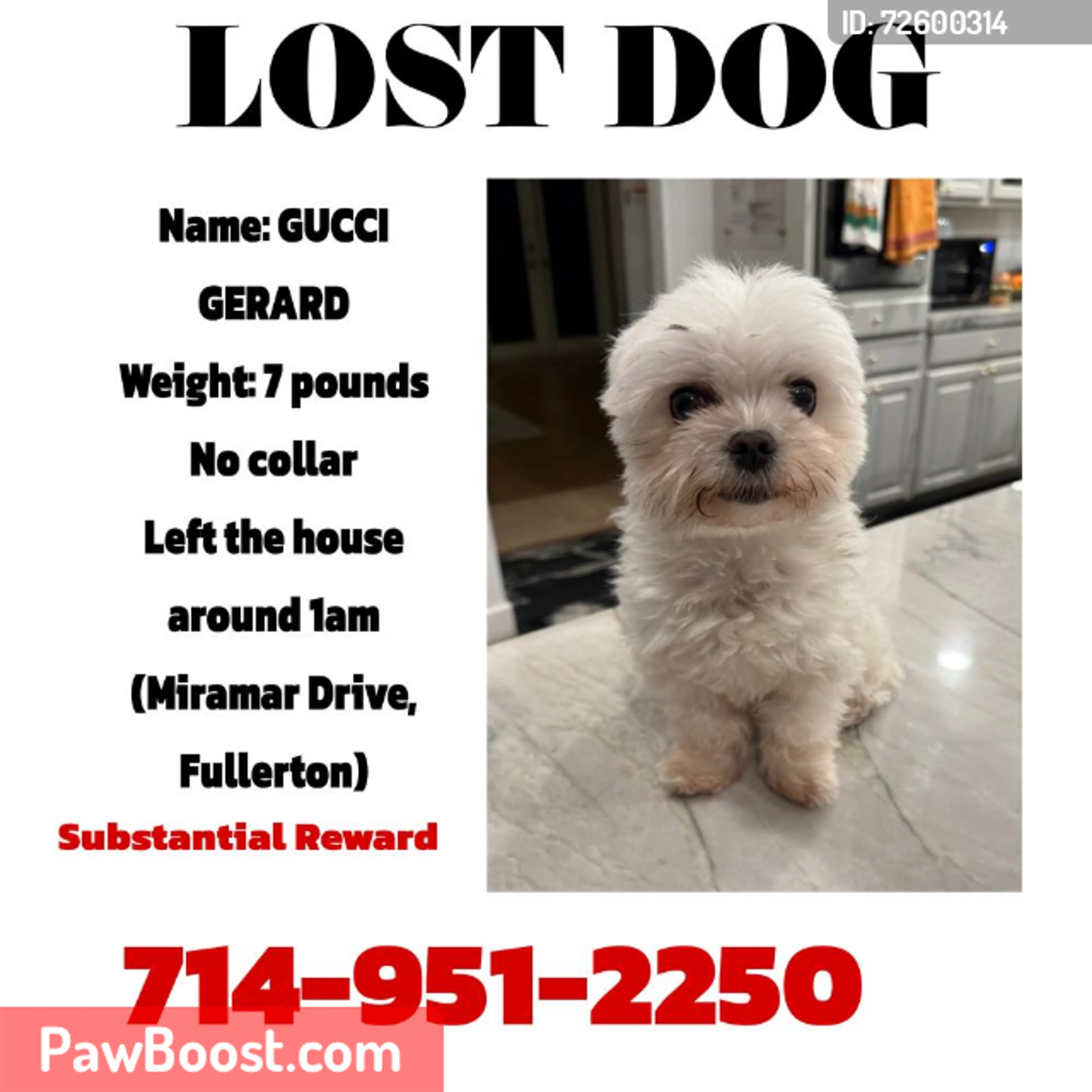 Lost pet