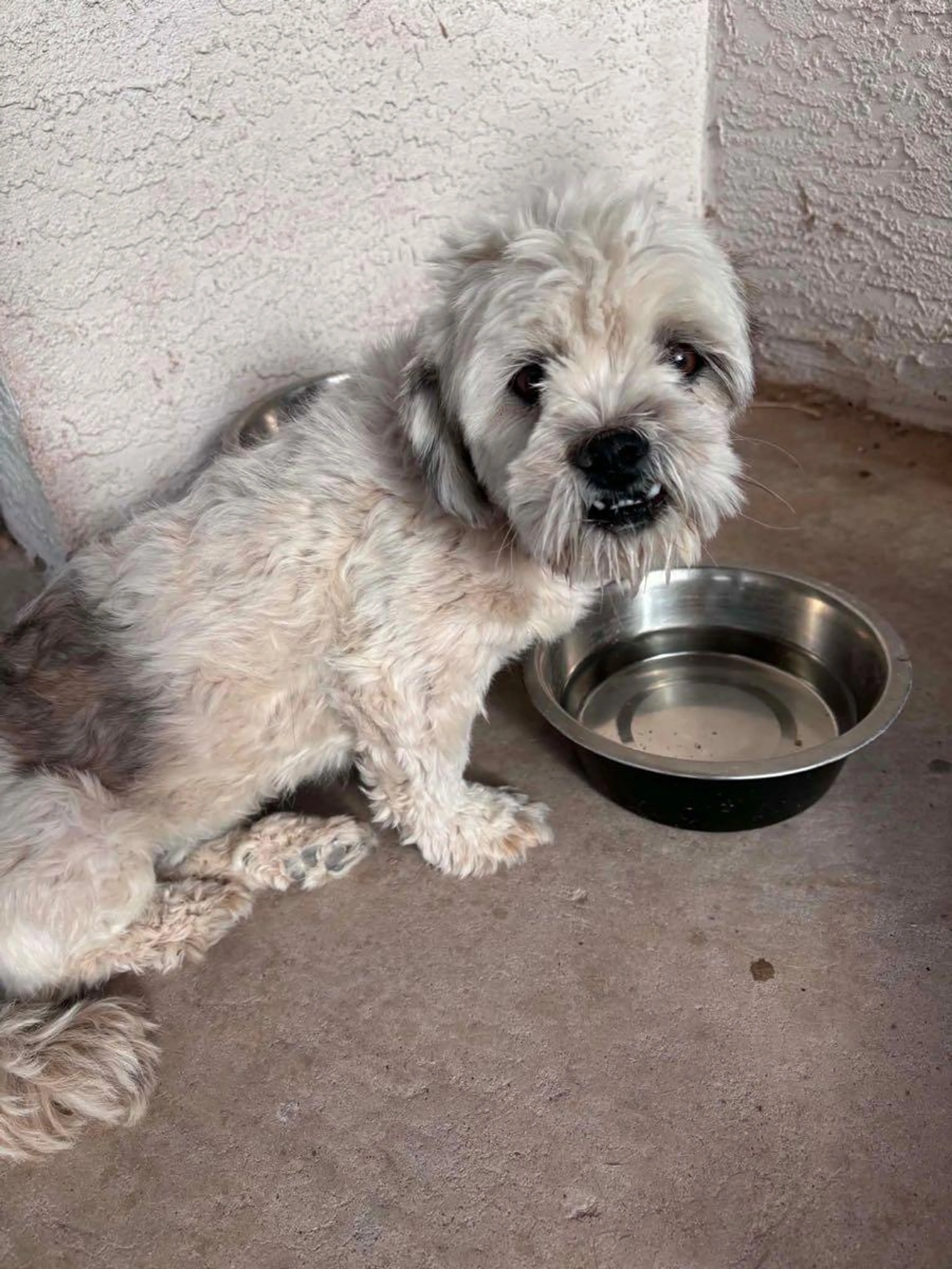 Found pet