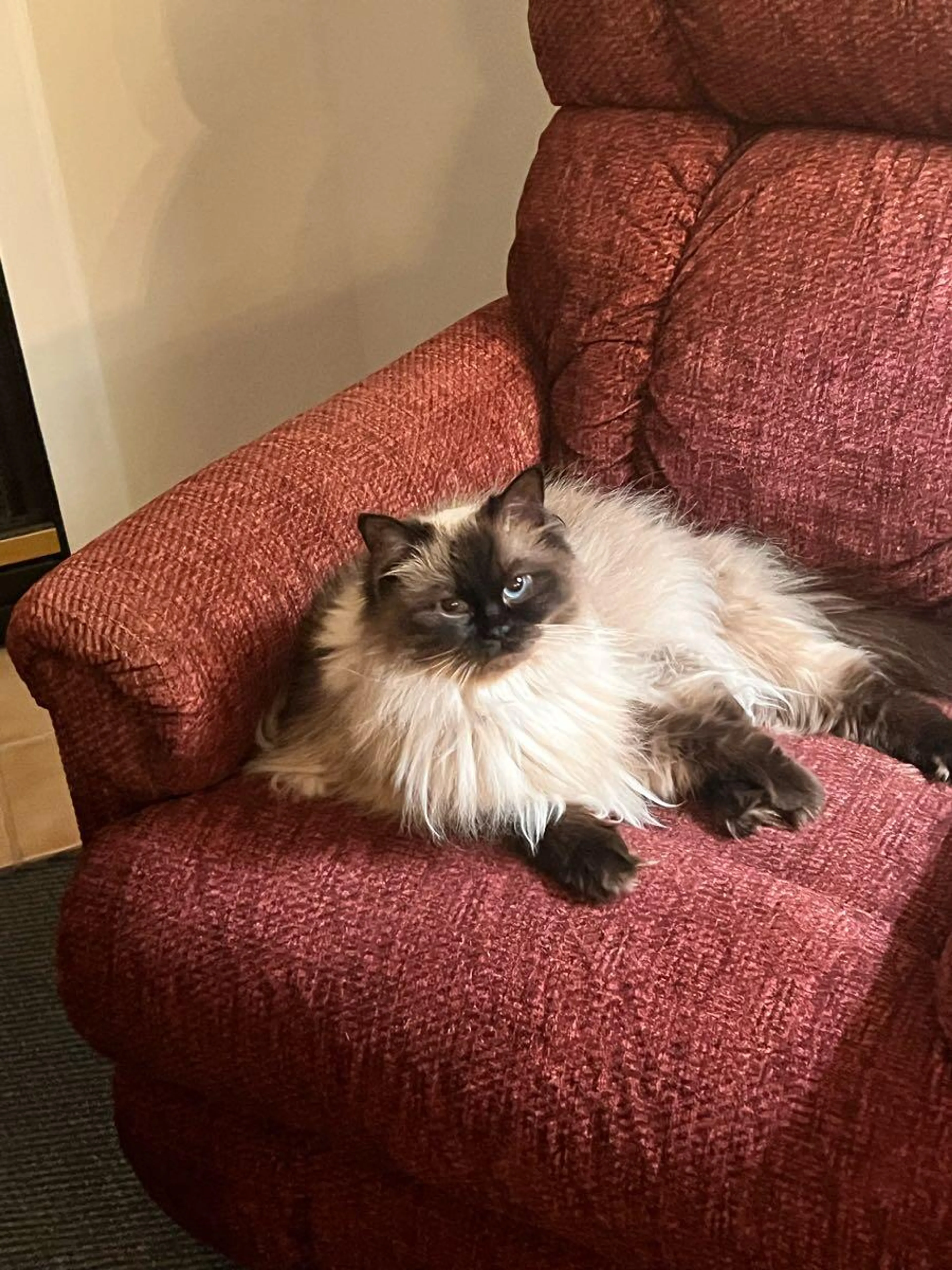 Lost pet