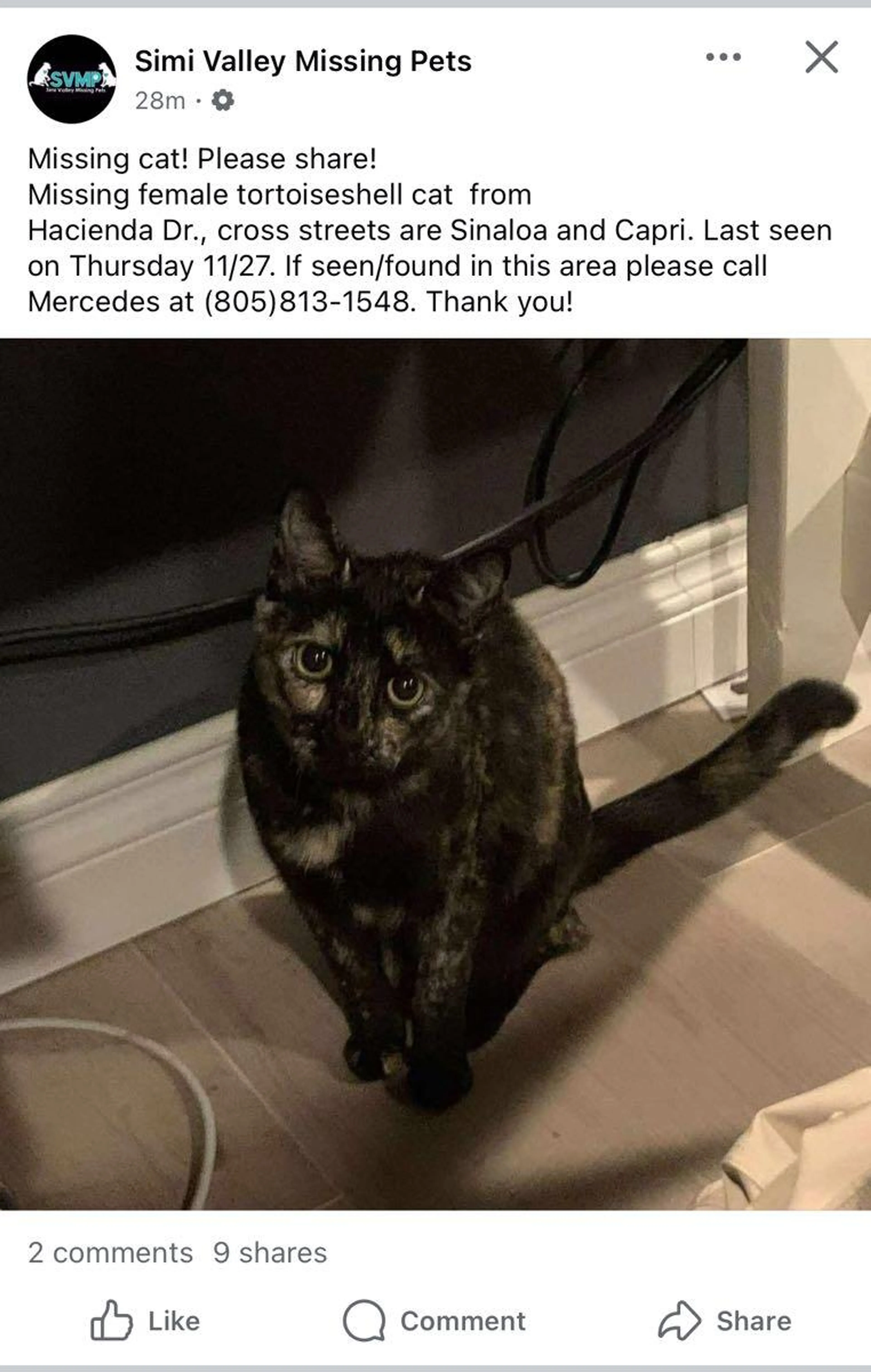 Found pet