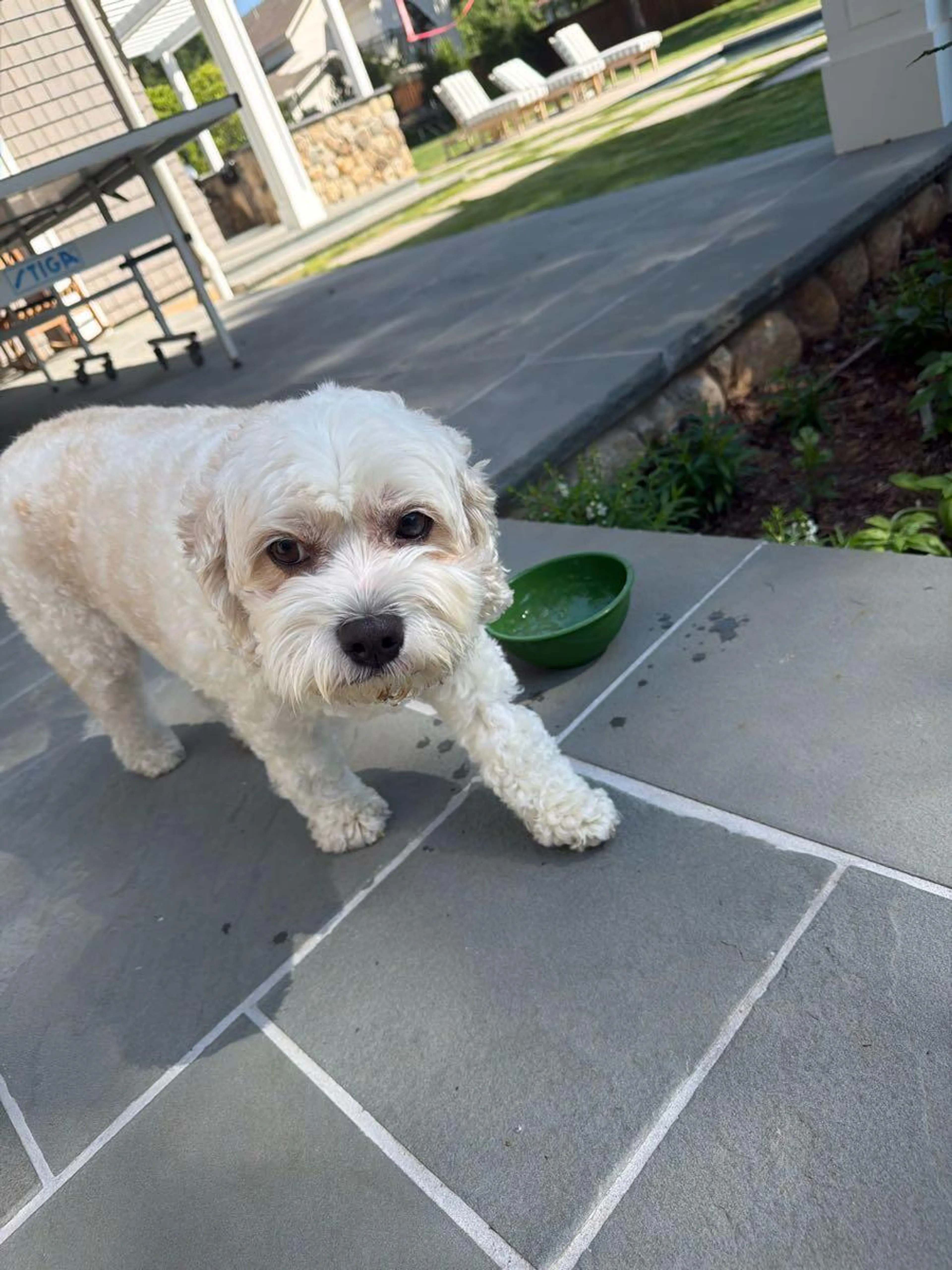 Found pet