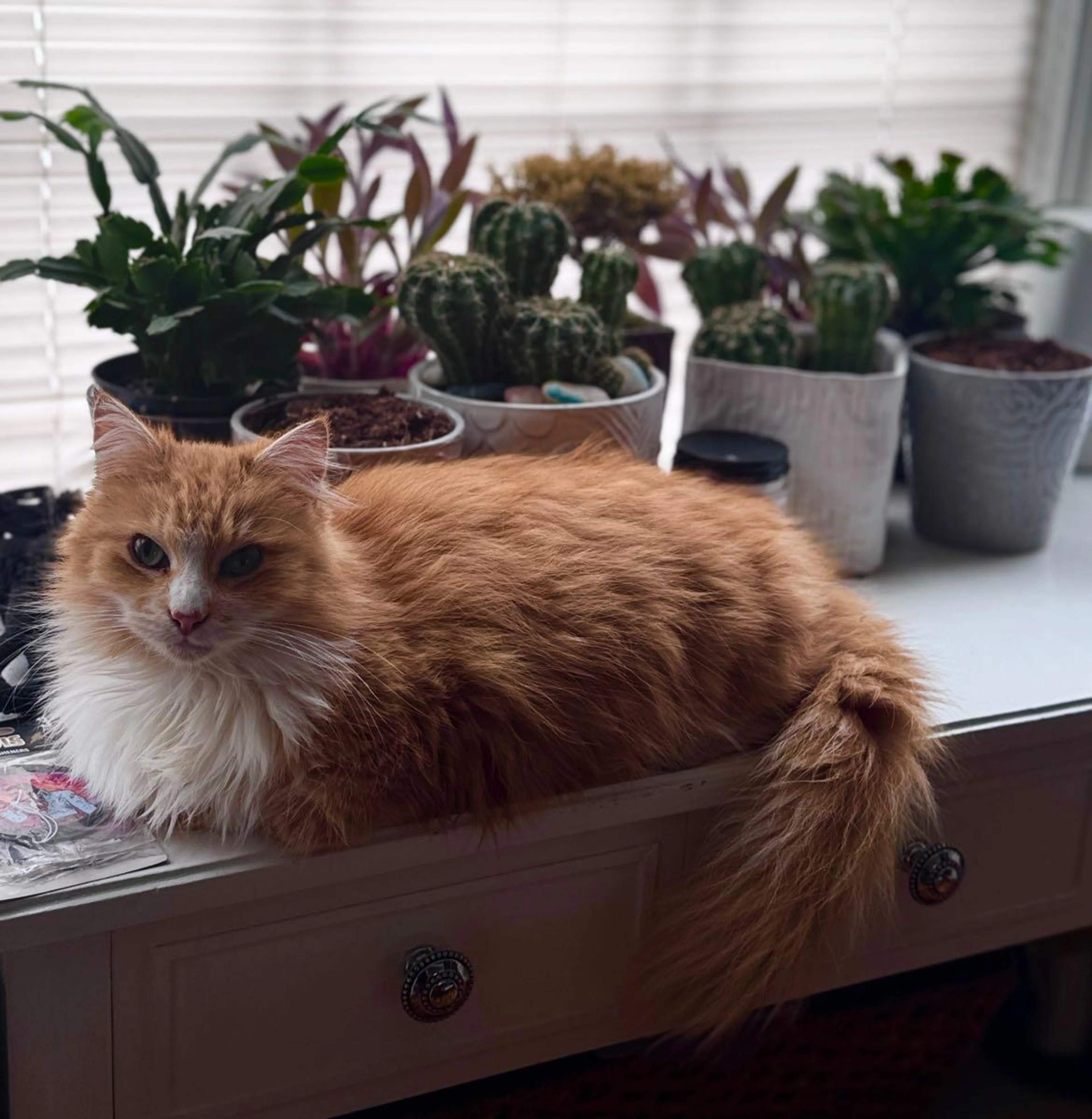 Lost pet