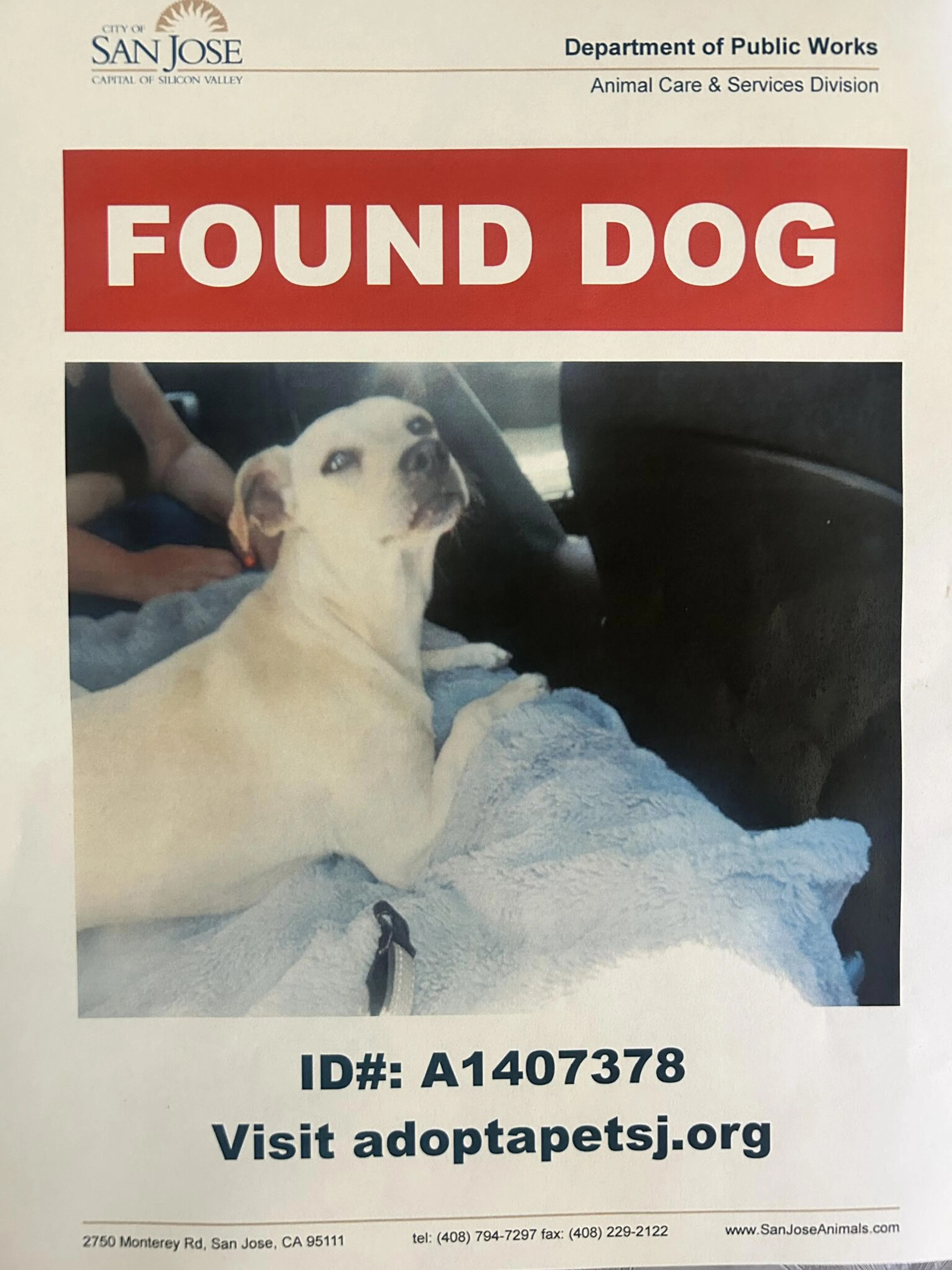Found pet