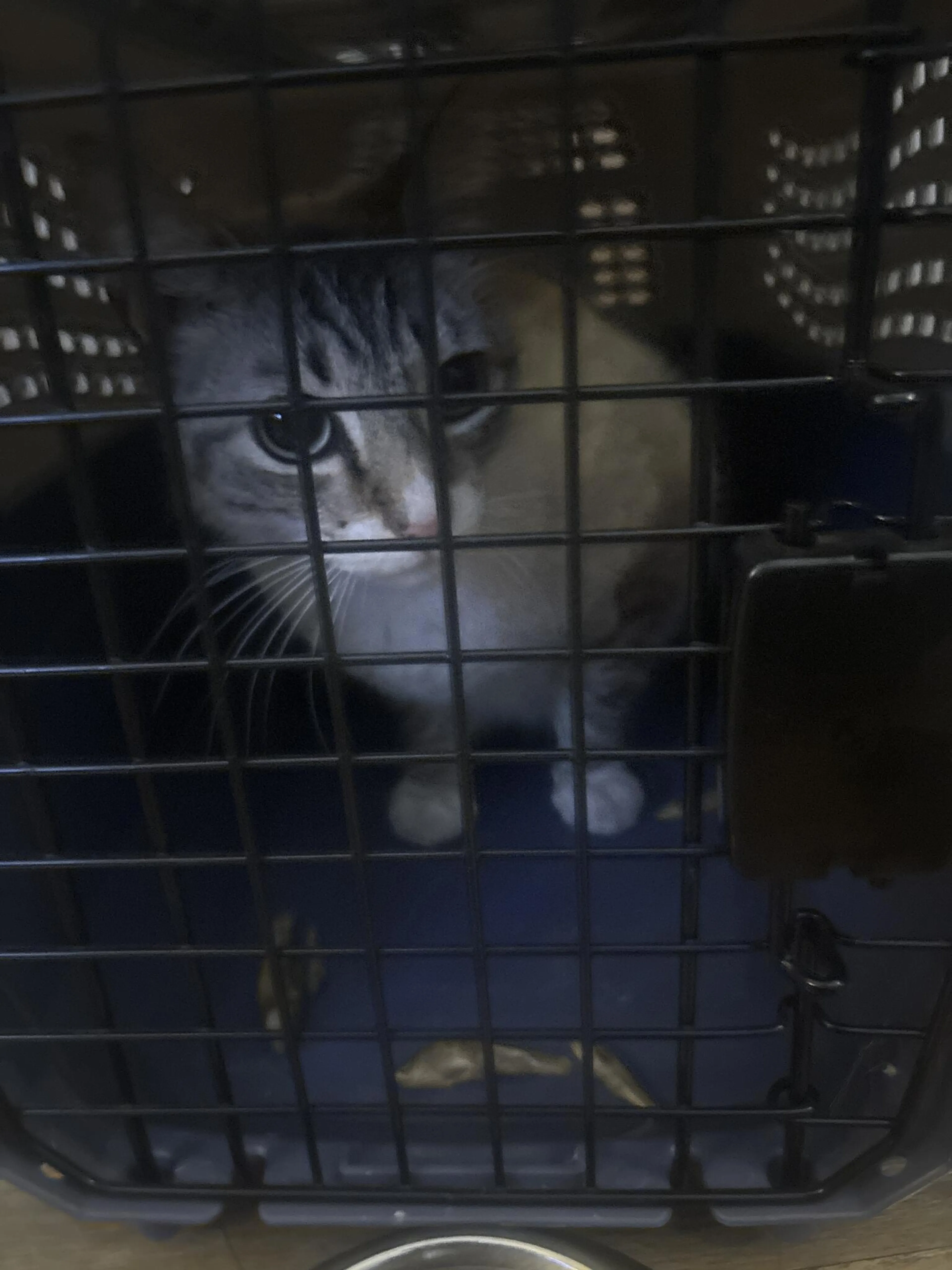 Found pet