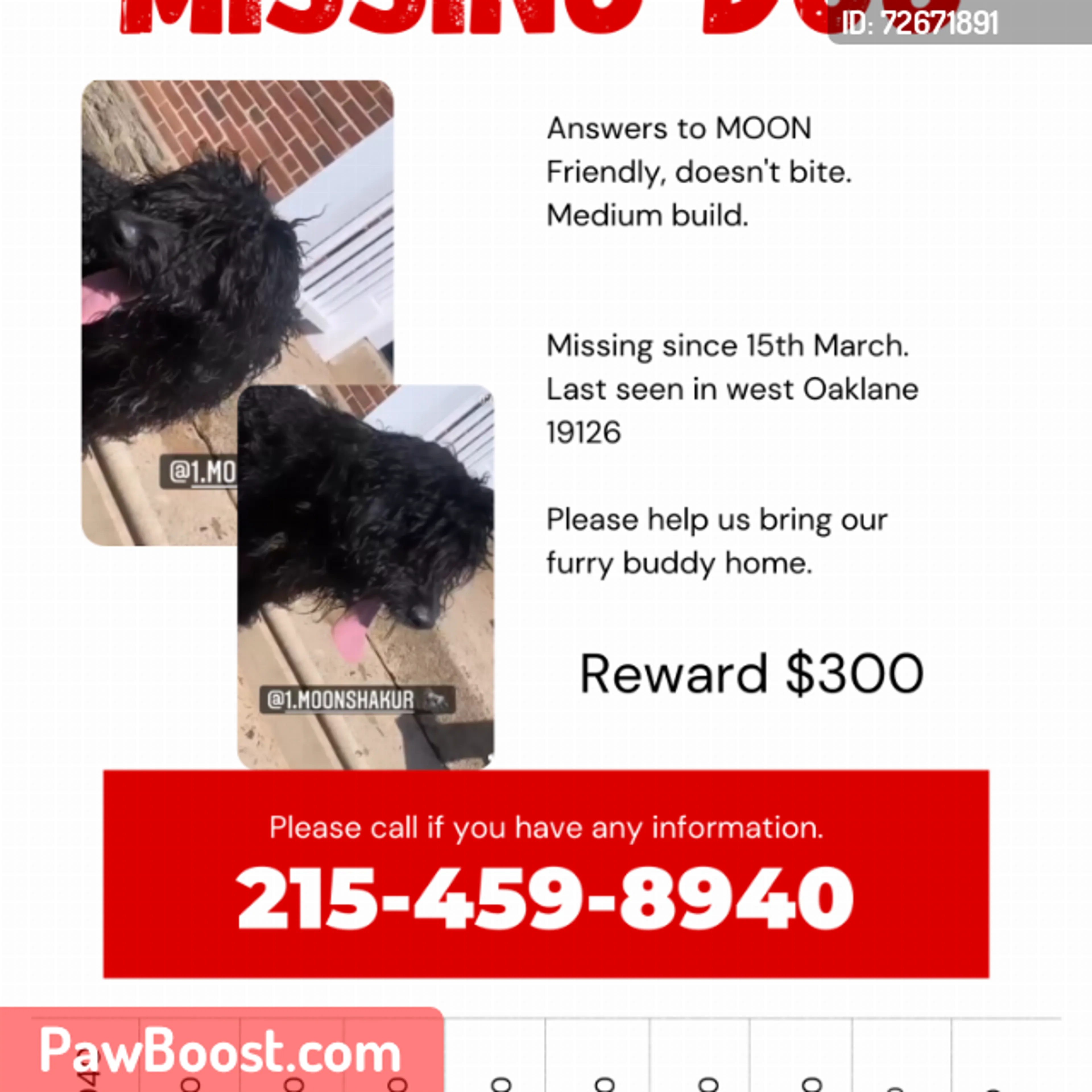 Lost pet
