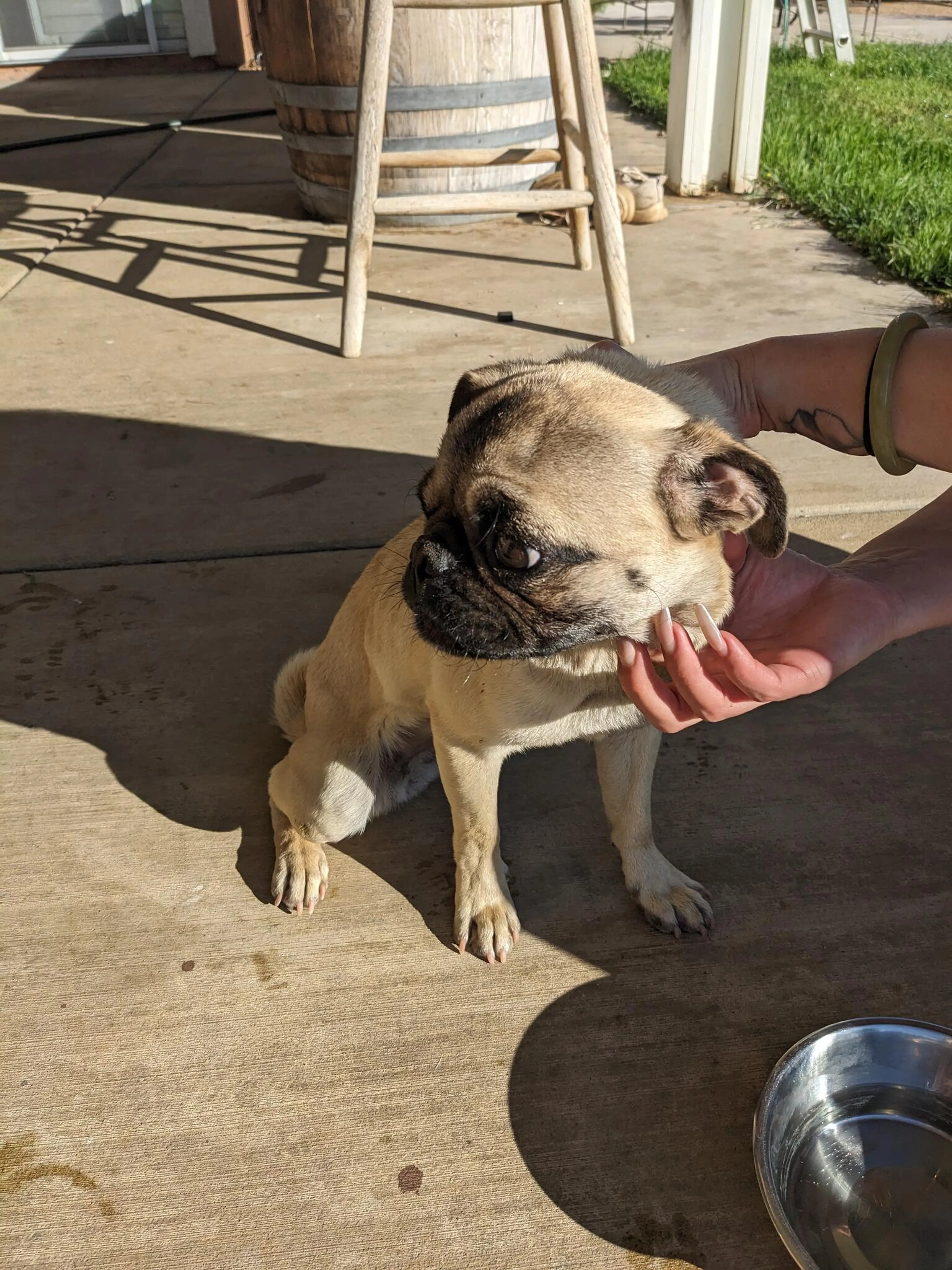 Found pet