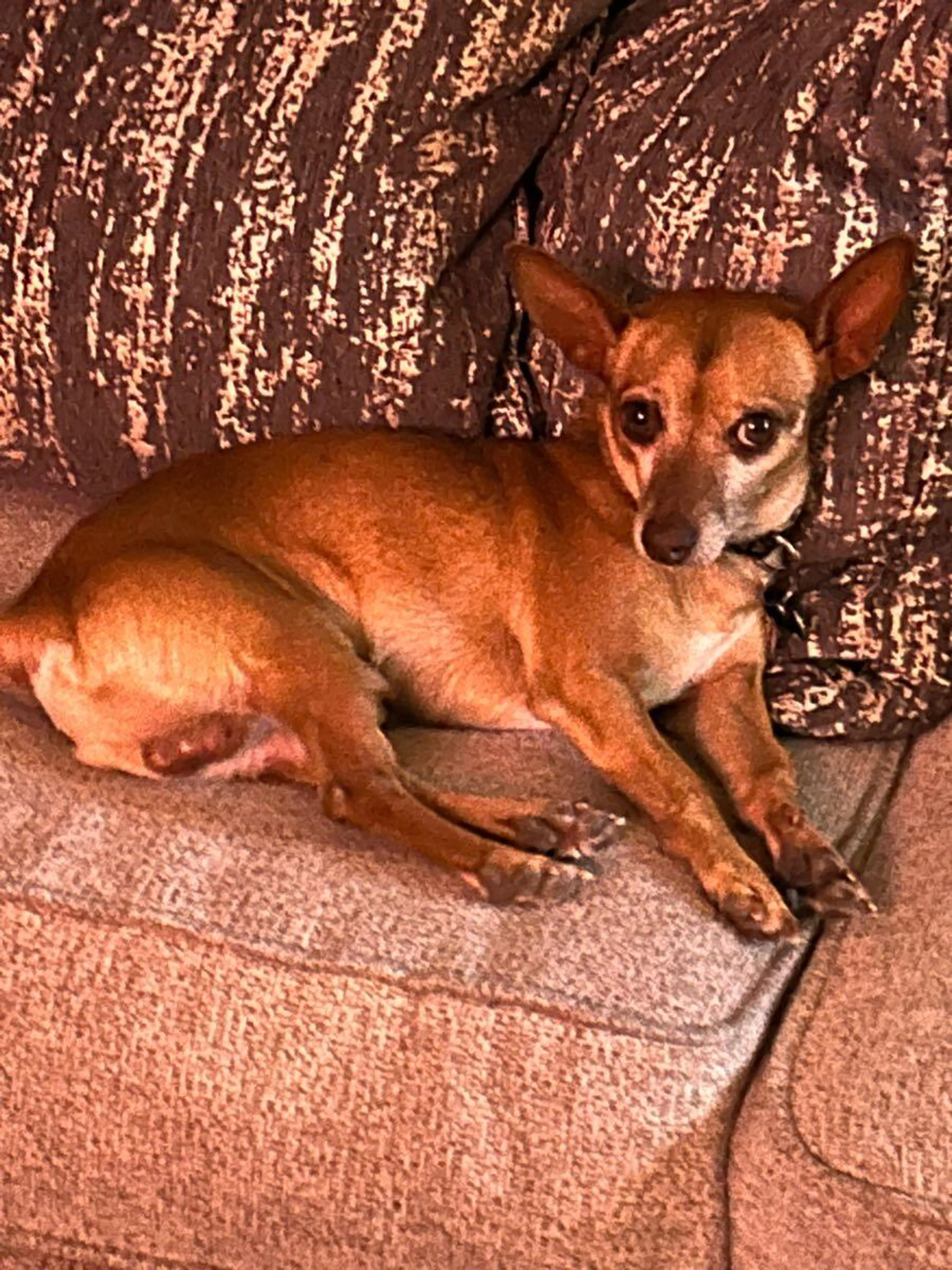 Lost pet