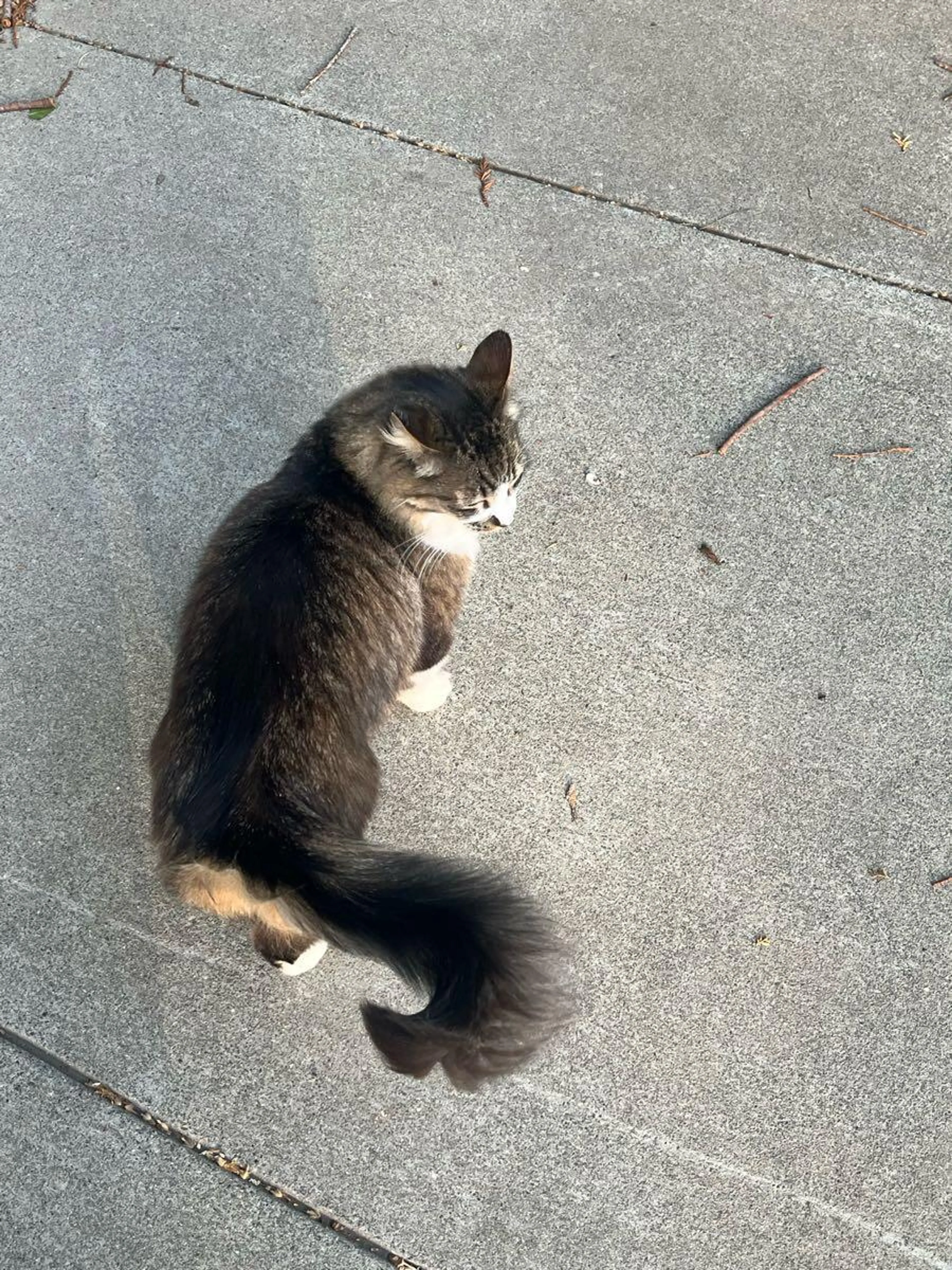 Found pet