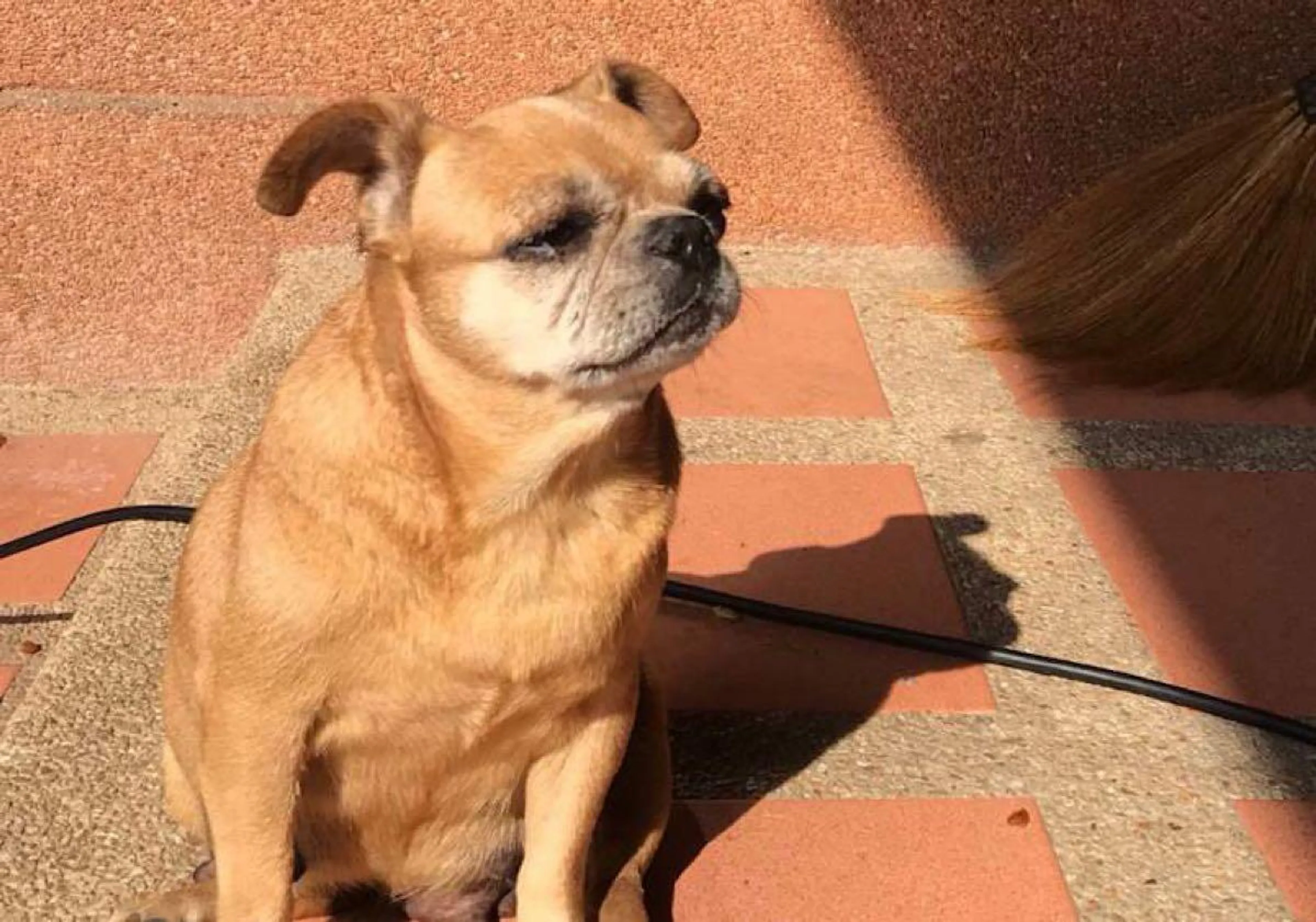 Found pet