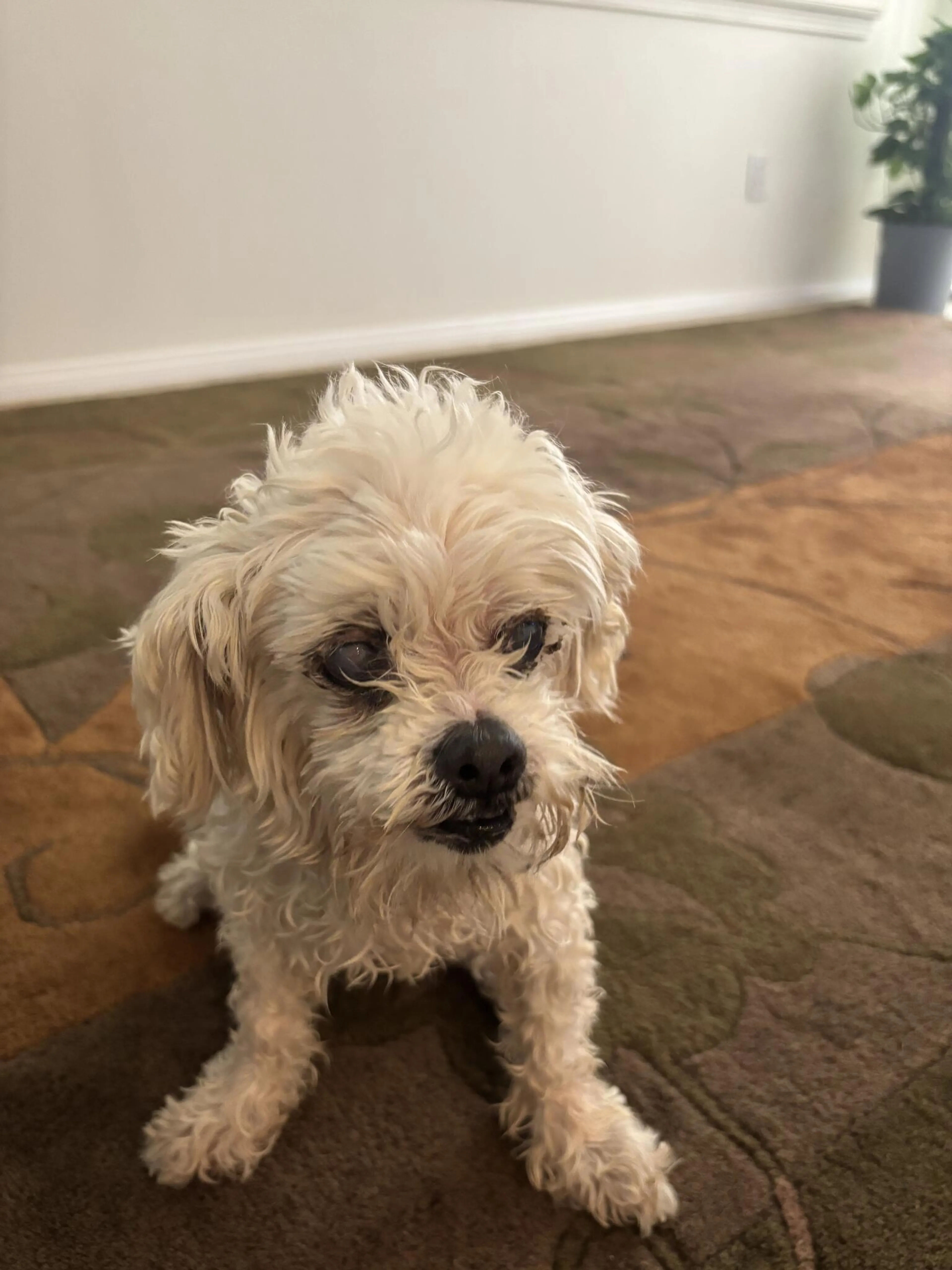 Found pet