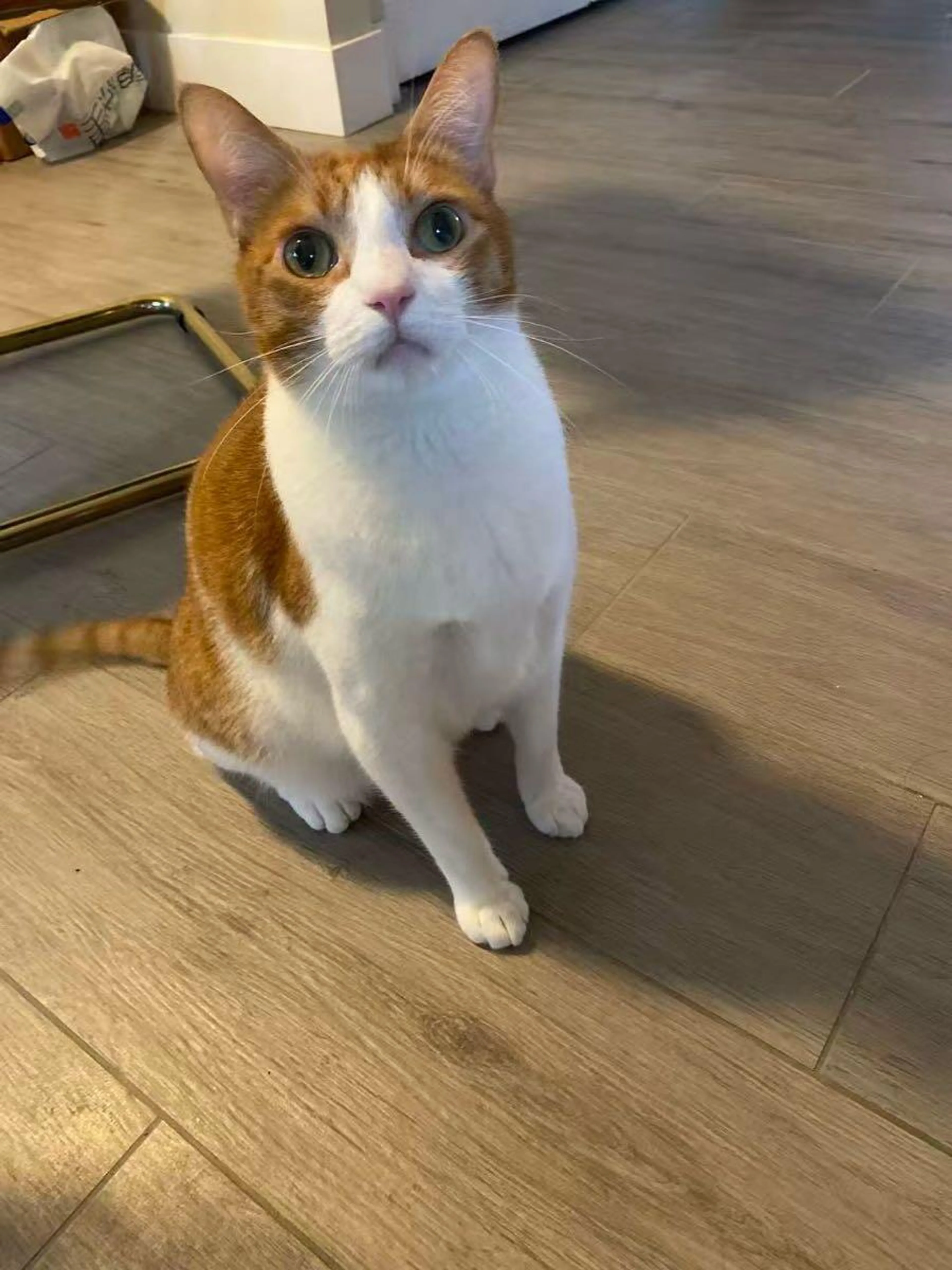 Found pet