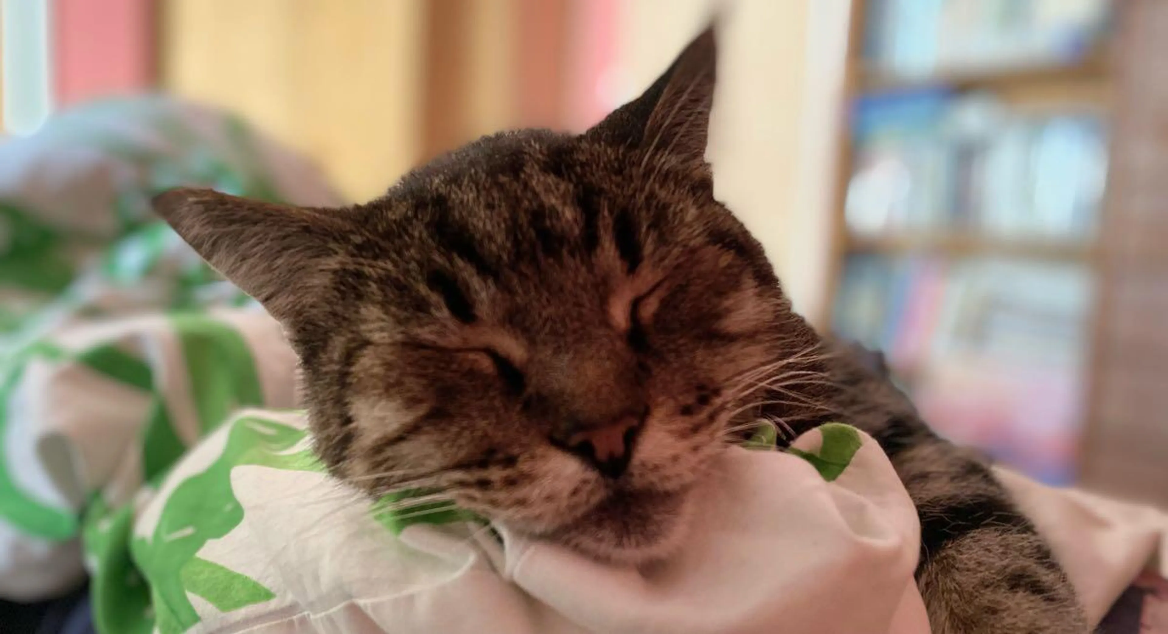Lost pet