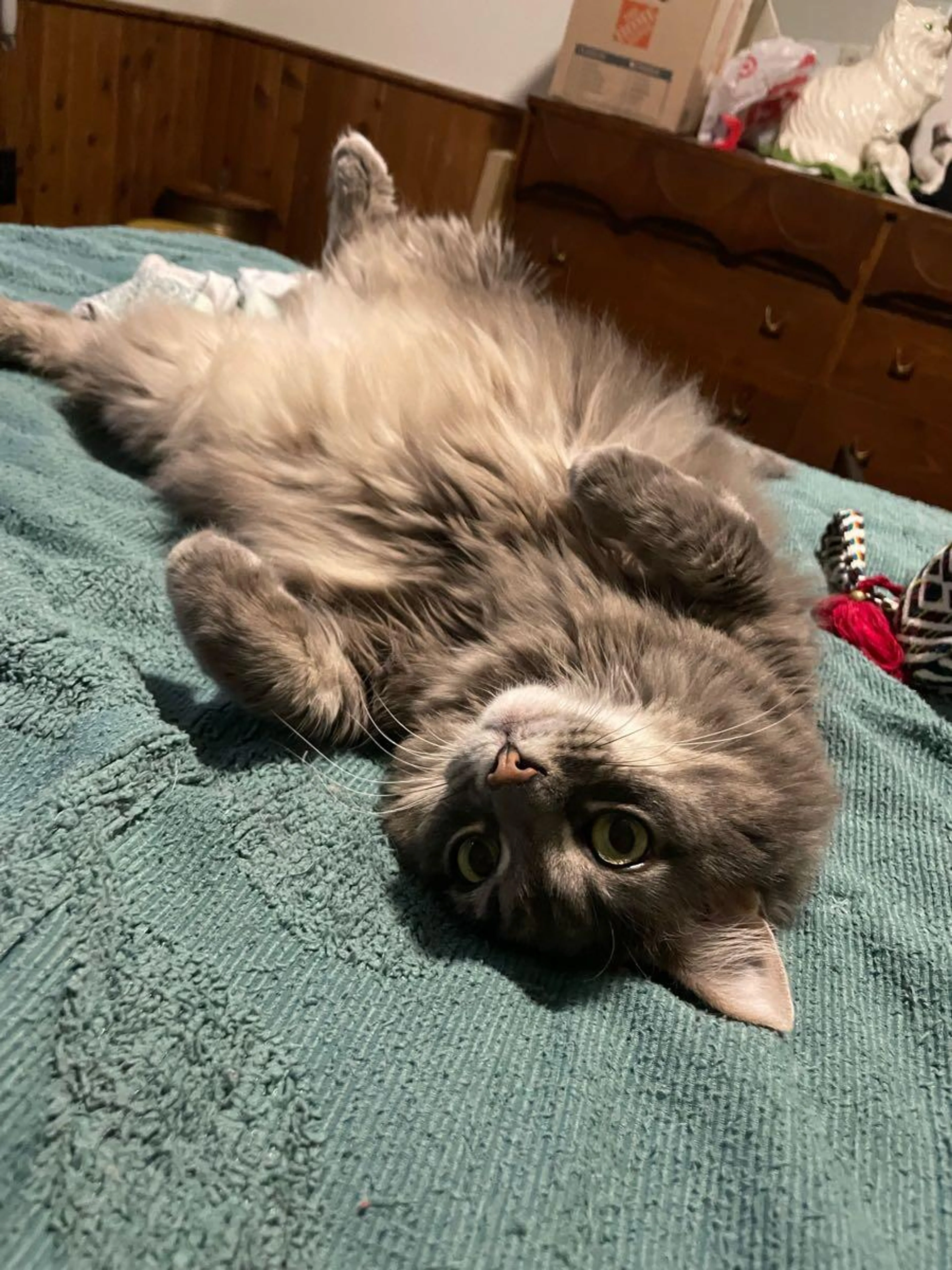 Lost pet
