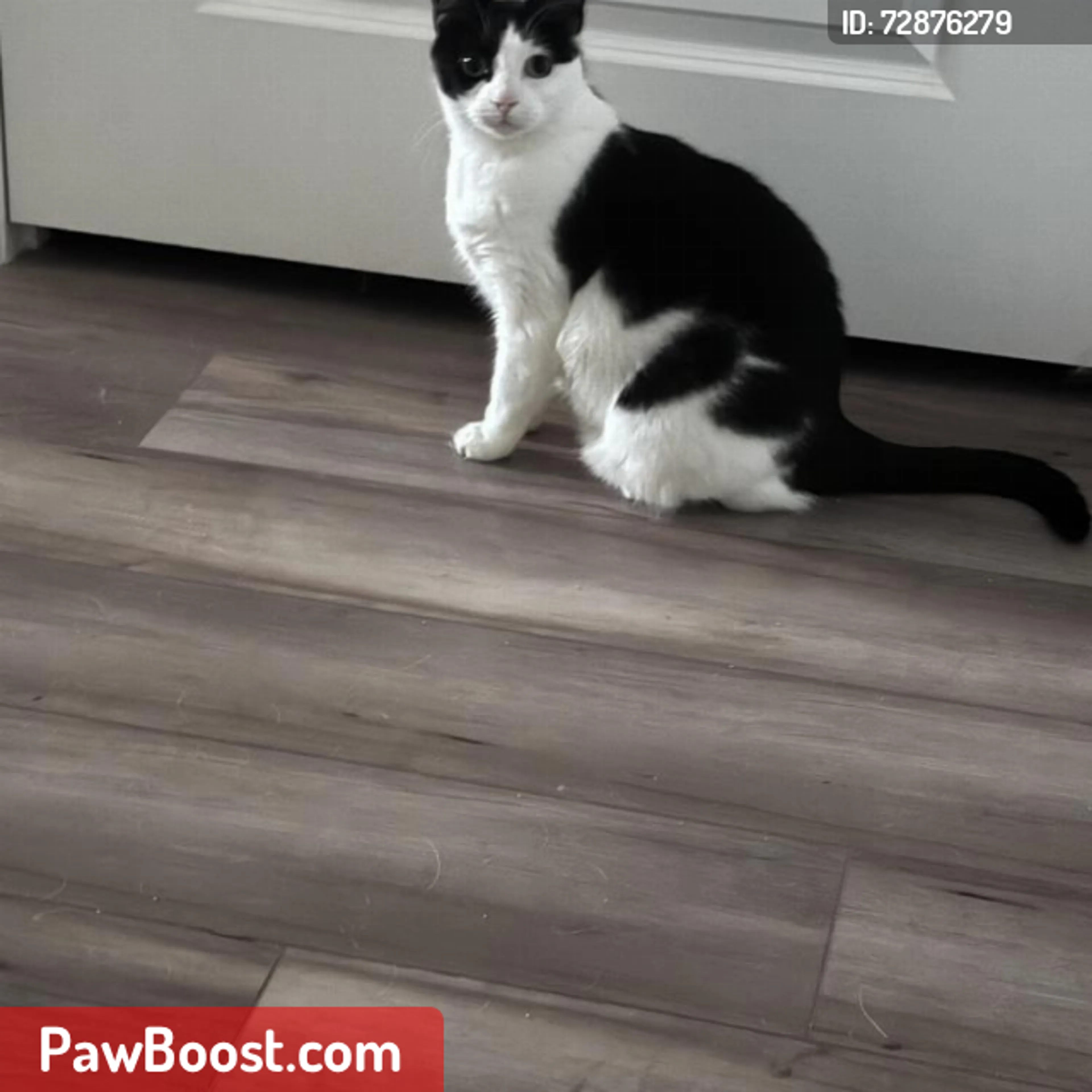 Lost pet