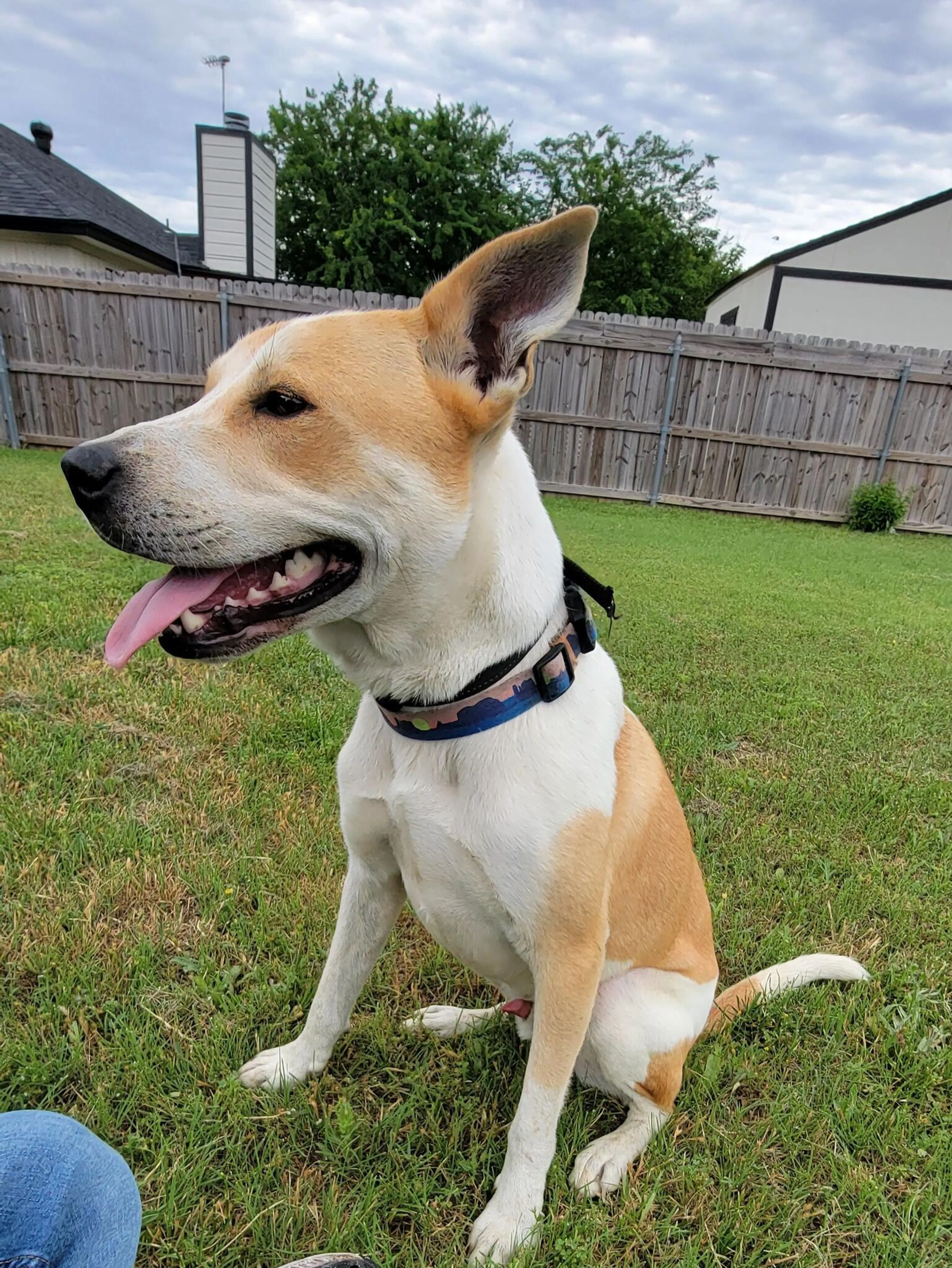 Found pet