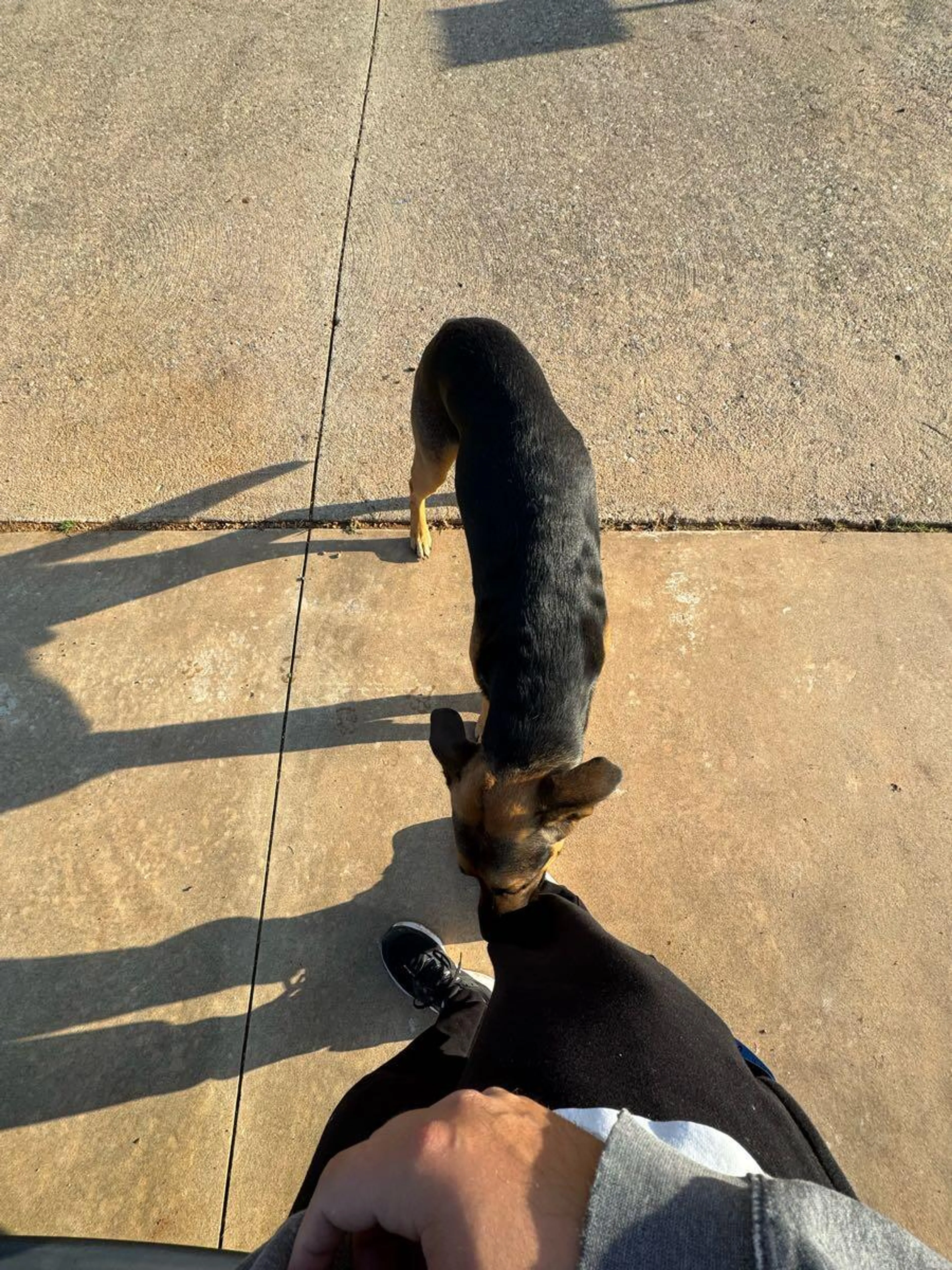 Found pet