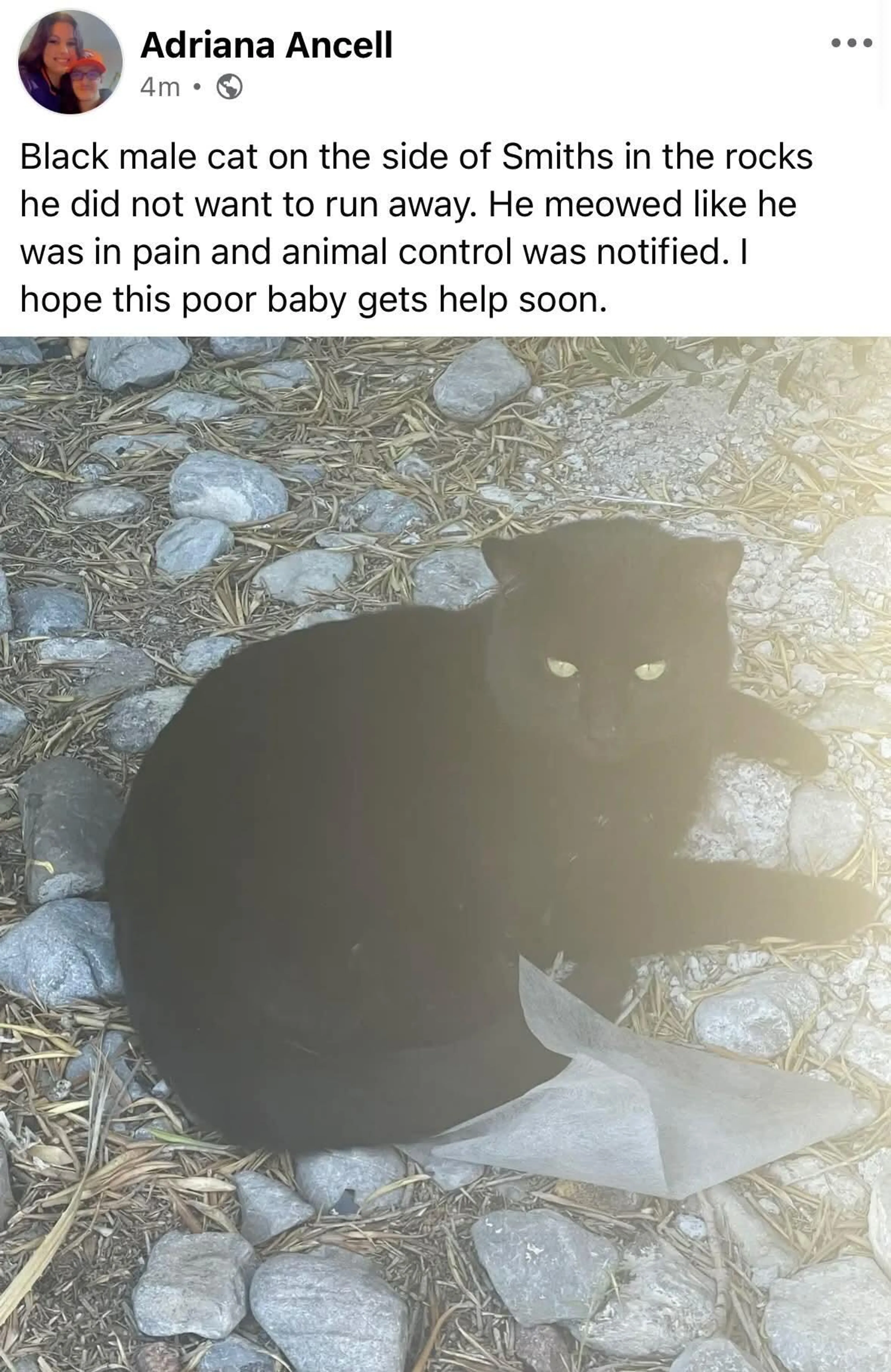 Found pet