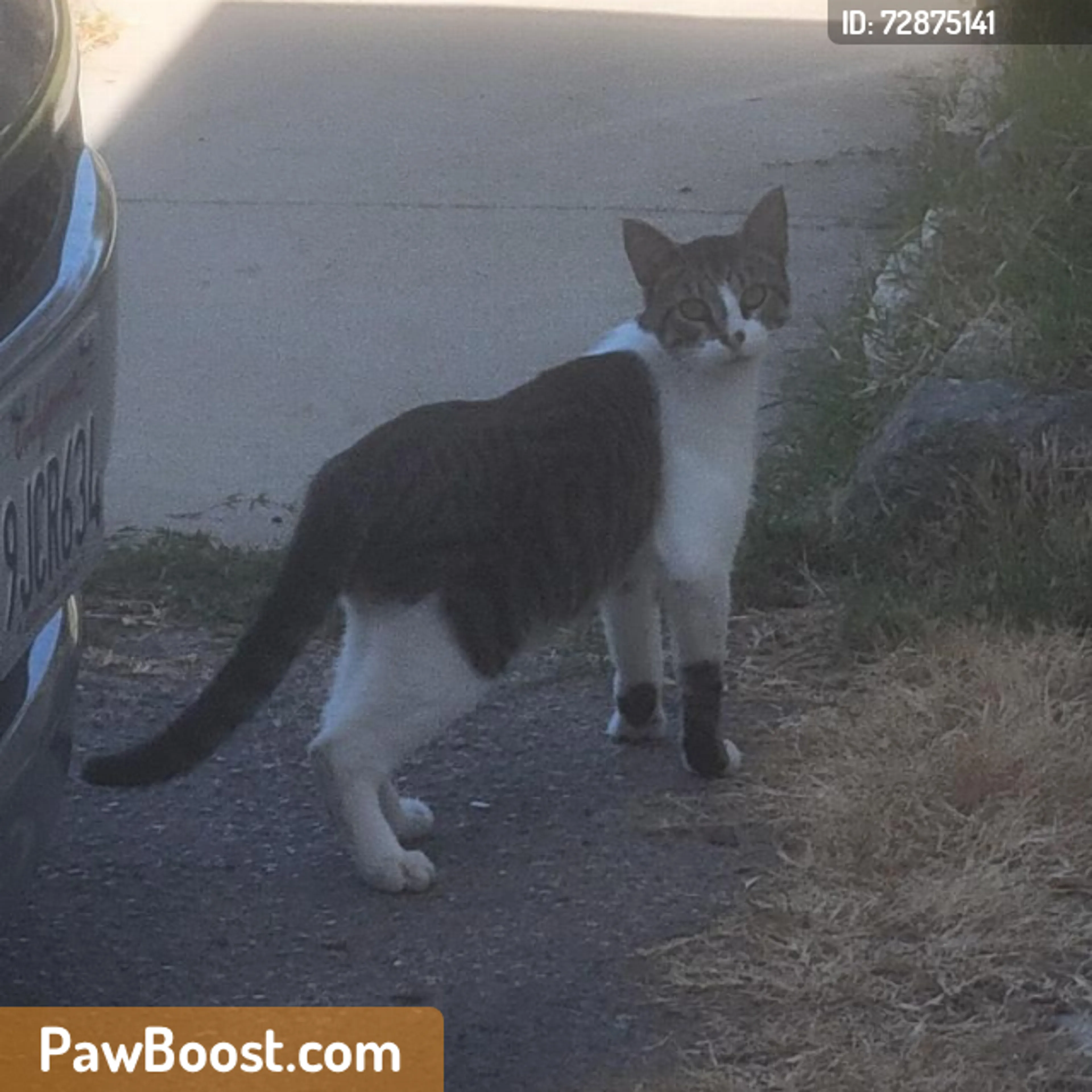 Found pet