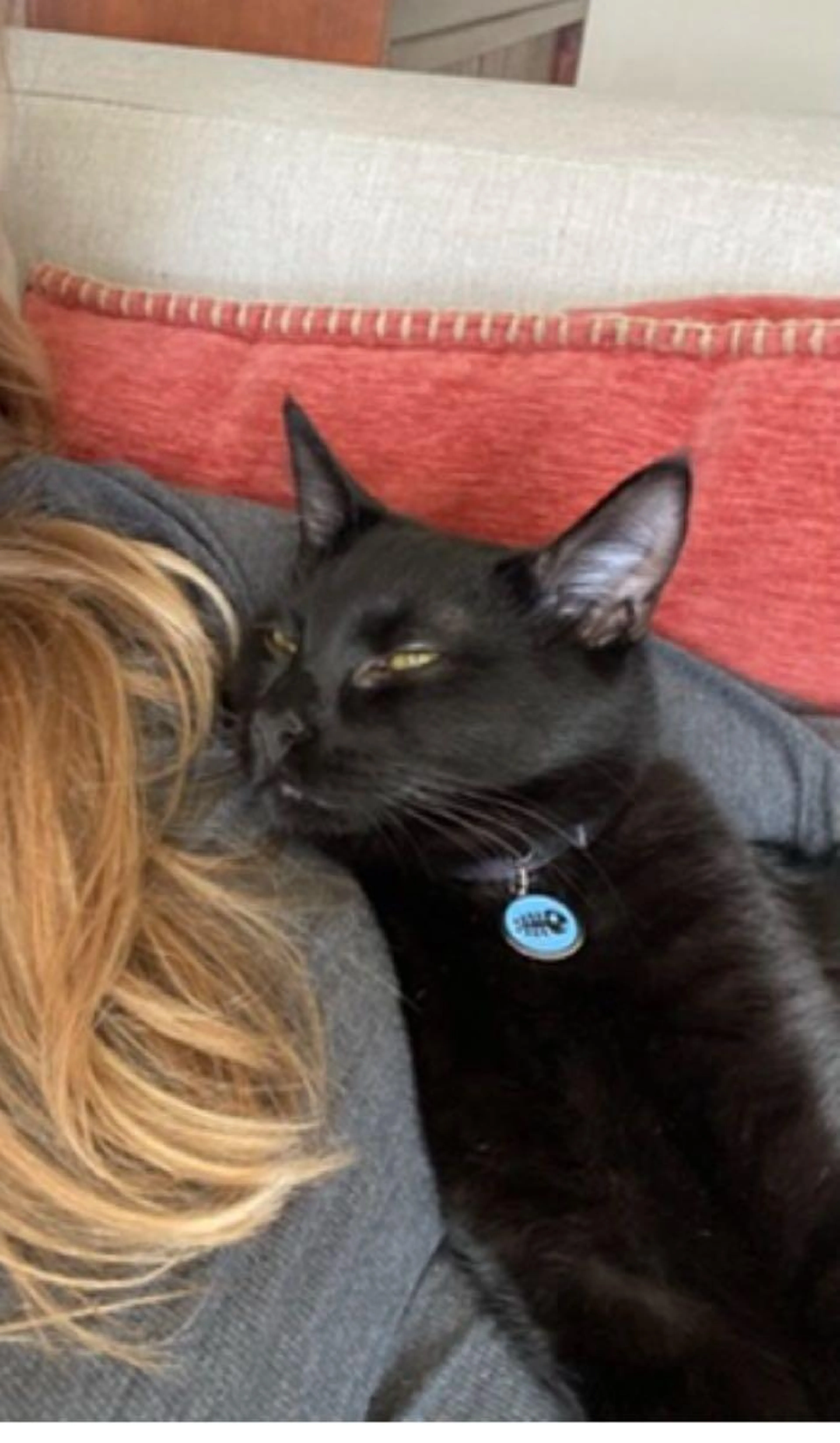 Lost pet