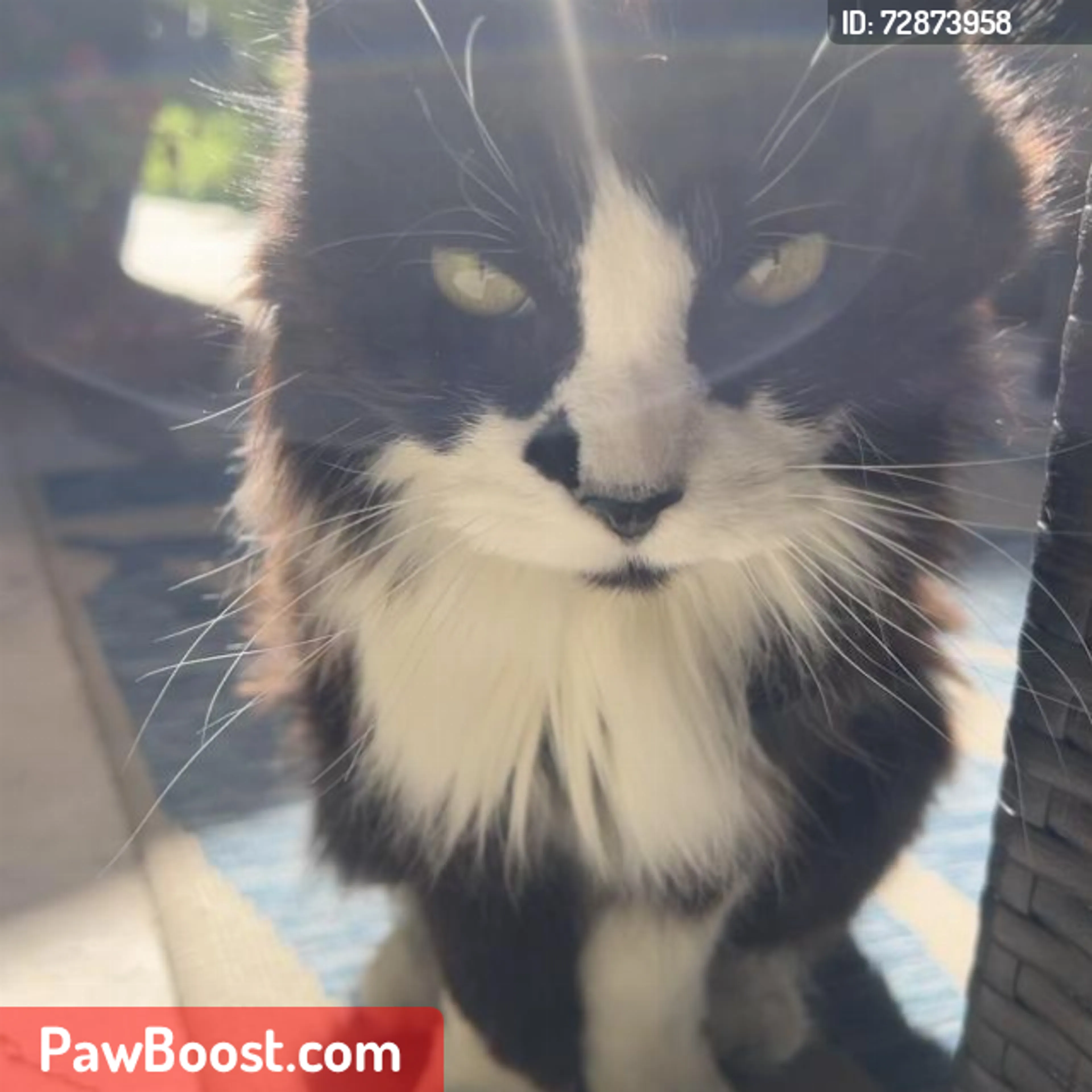 Lost pet