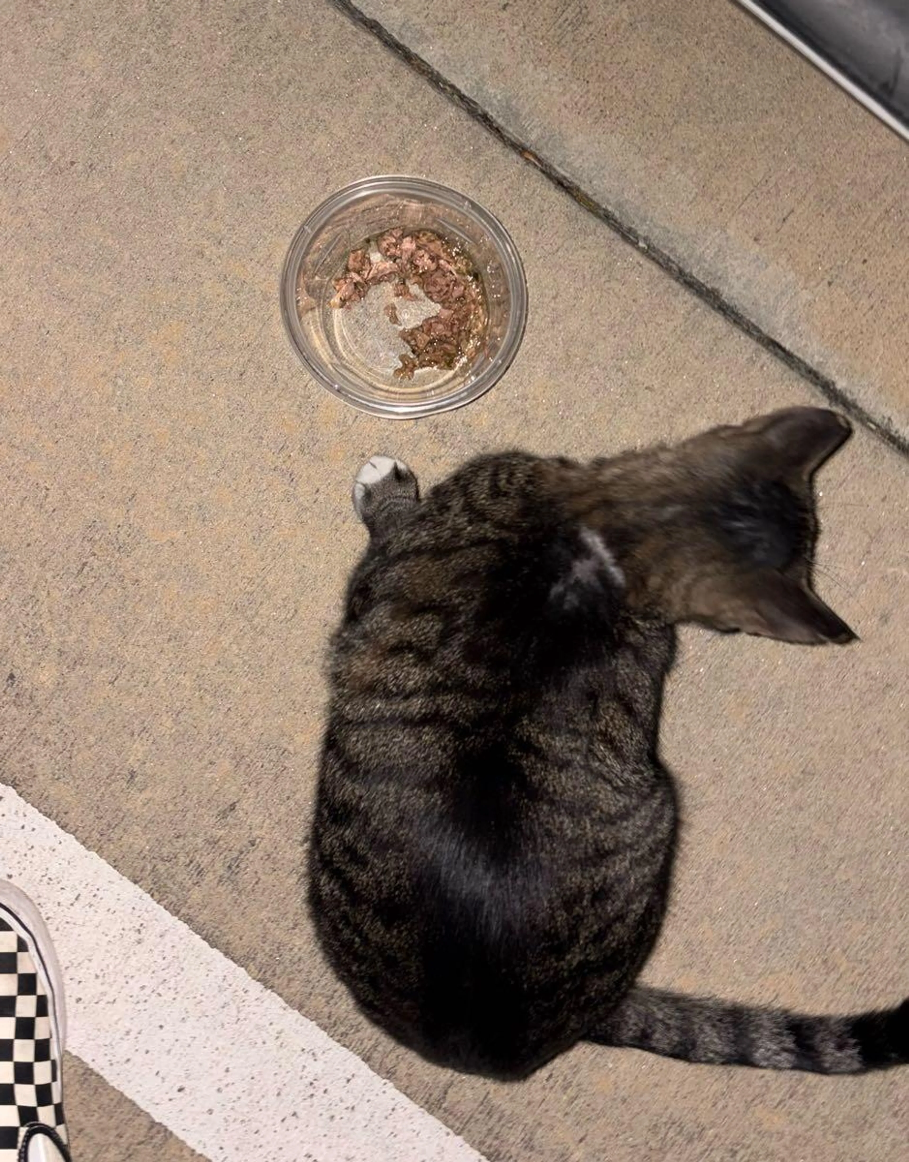 Found pet